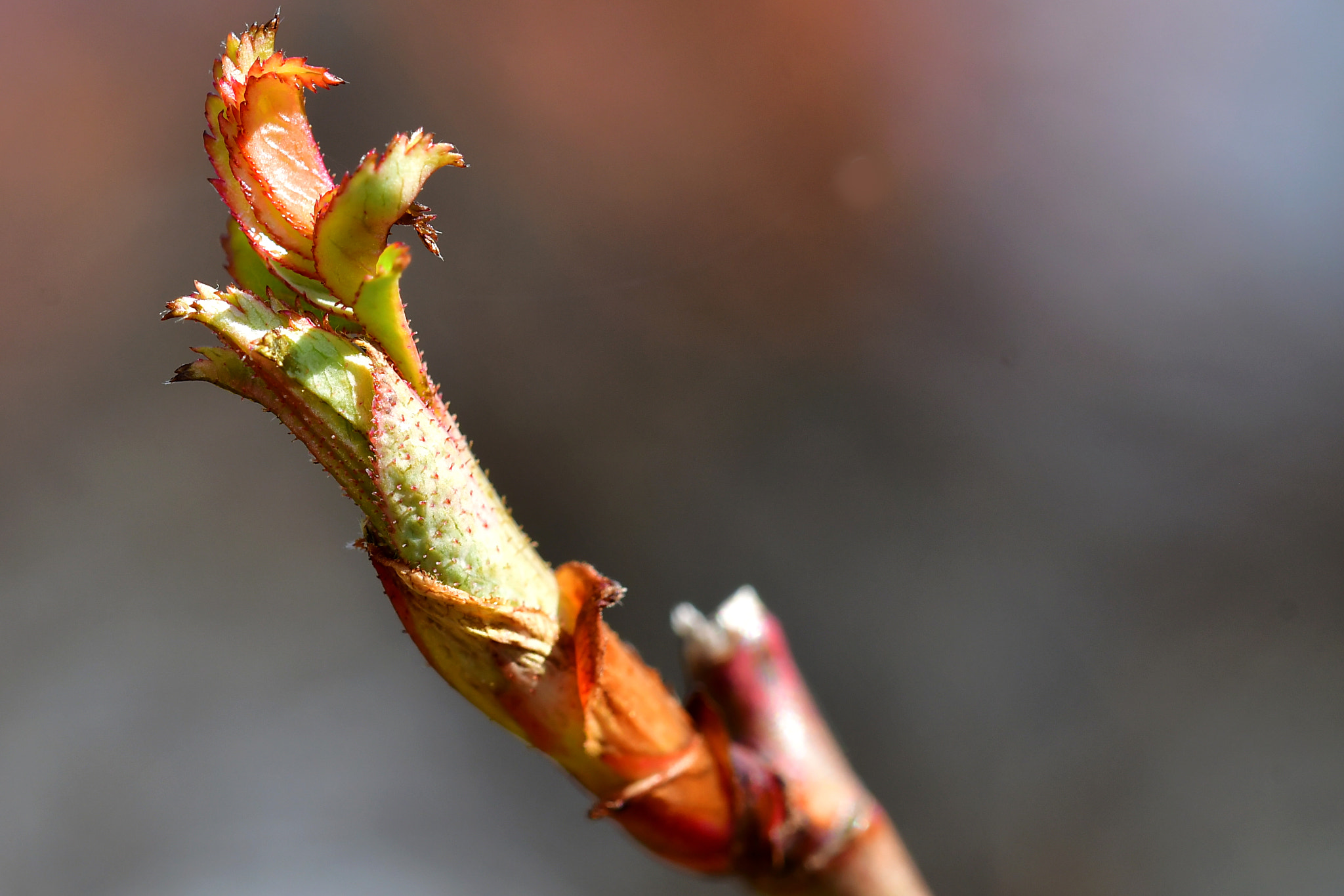 Sigma 105mm F2.8 EX DG OS HSM sample photo. First day of spring photography