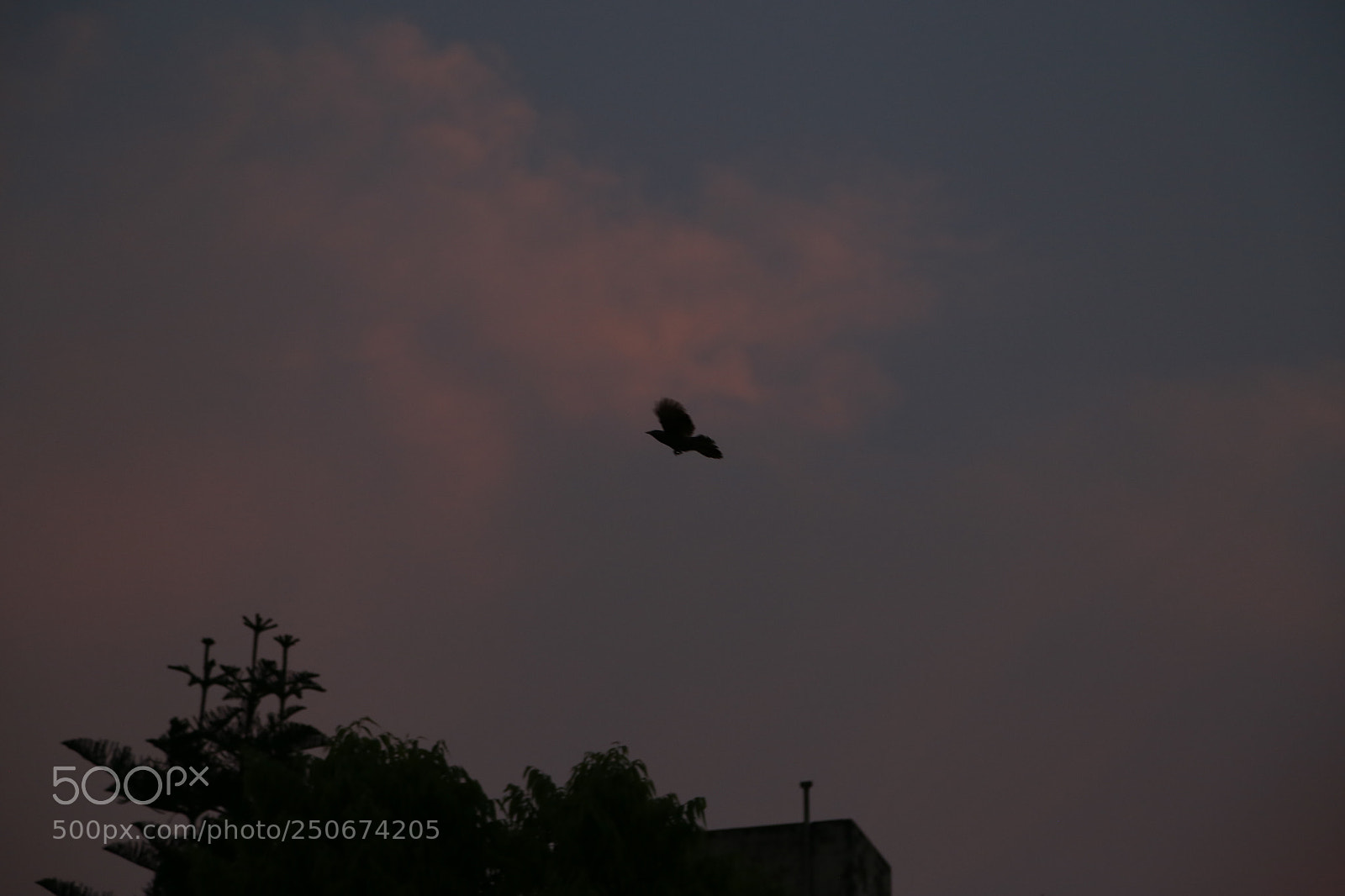 Canon EOS 6D + Canon EF 24-105mm F4L IS USM sample photo. Bird flying photography