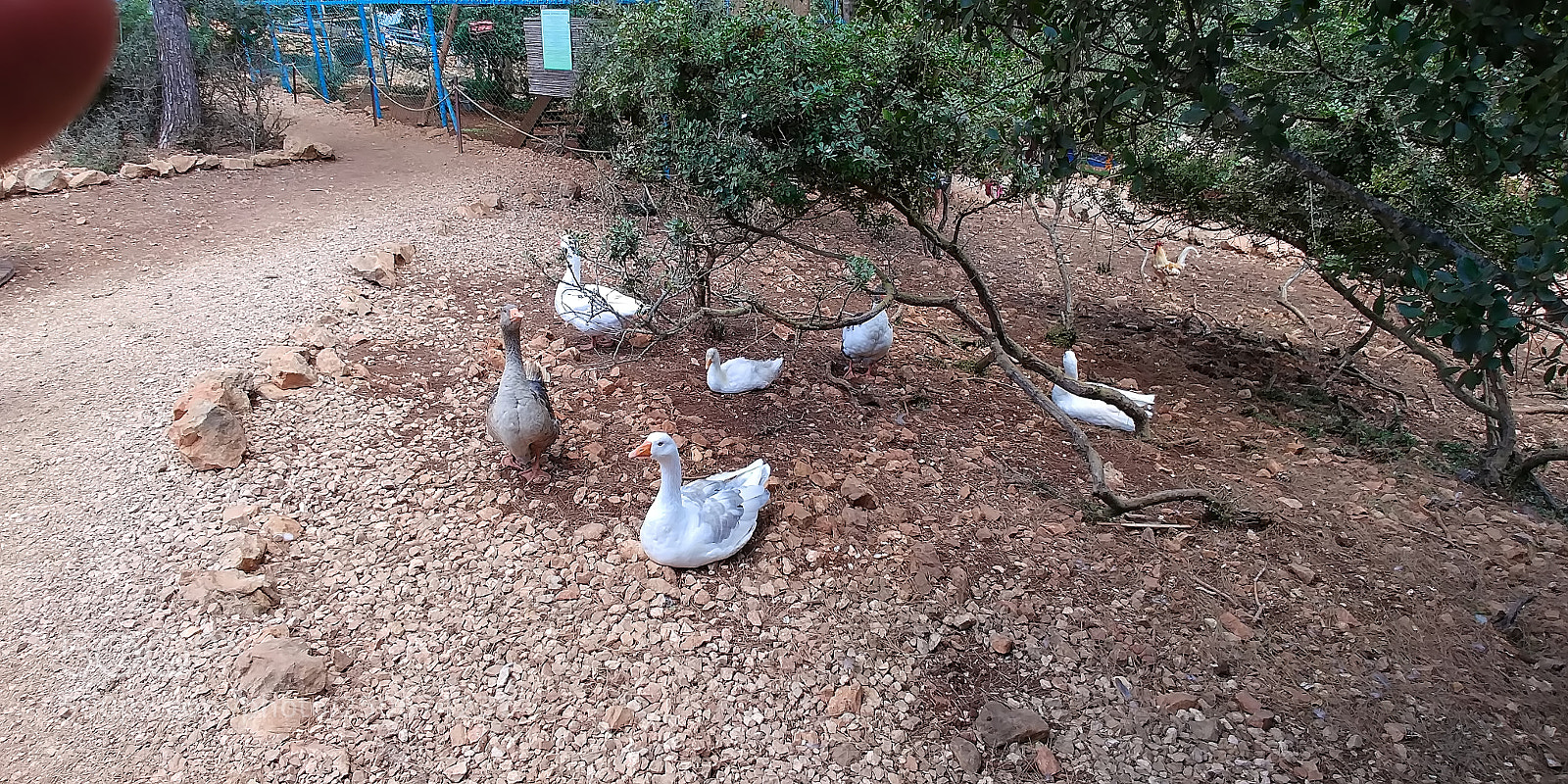 LG G6 sample photo. Monkey park - yodfat photography
