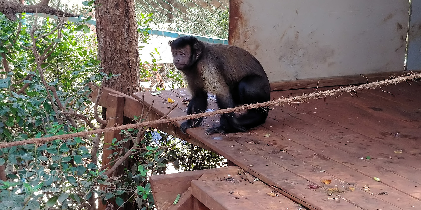 LG G6 sample photo. Monkey park - yodfat photography