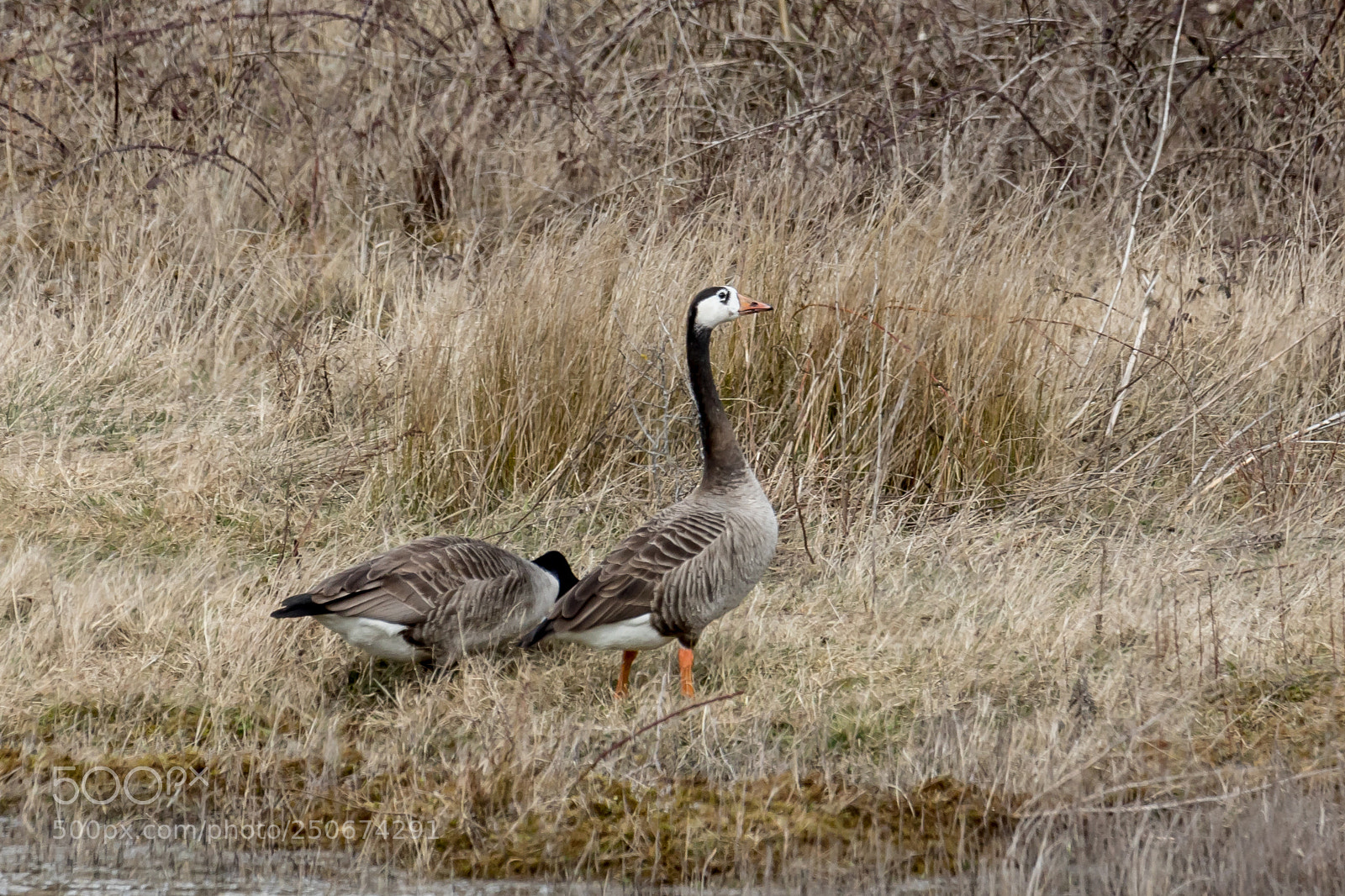 Canon EOS 7D Mark II sample photo. Heinz 57 goose photography