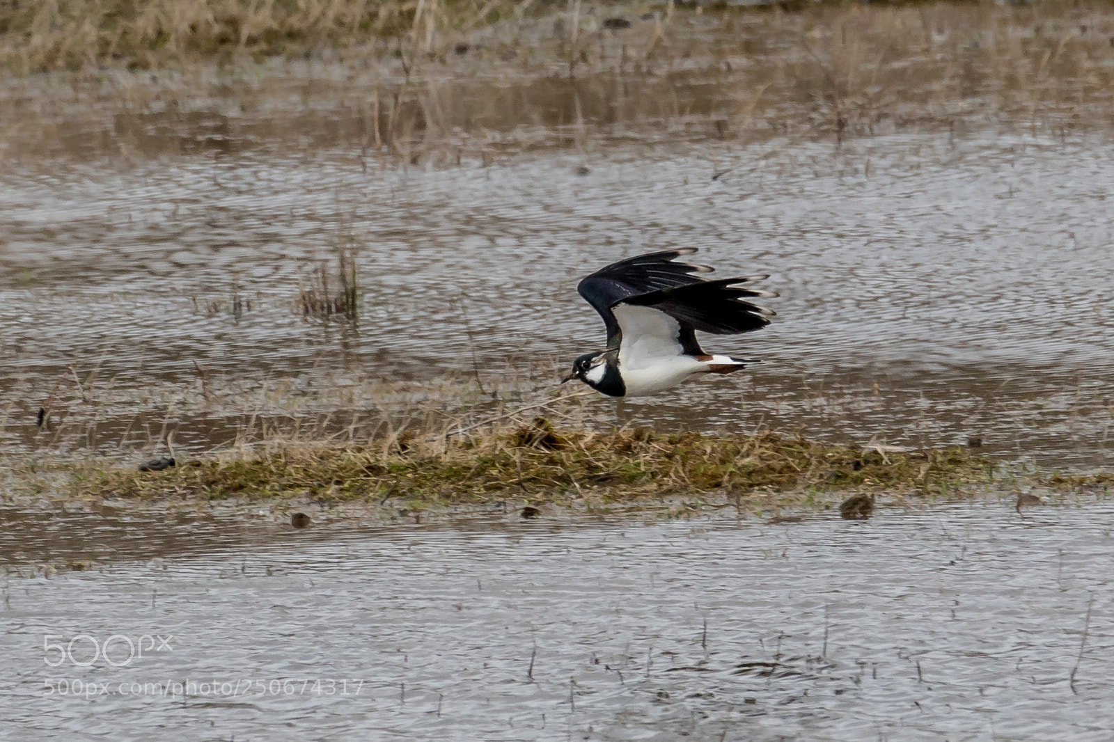 Canon EOS 7D Mark II sample photo. Lapwing photography