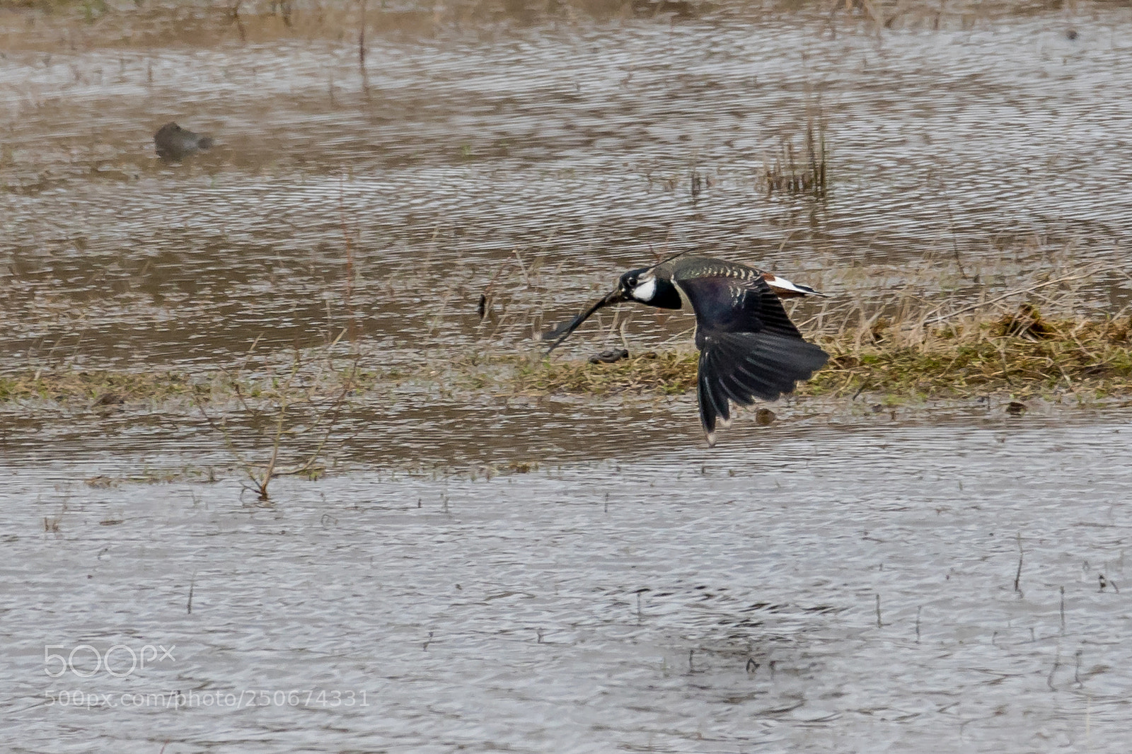 Canon EOS 7D Mark II sample photo. Lapwing photography