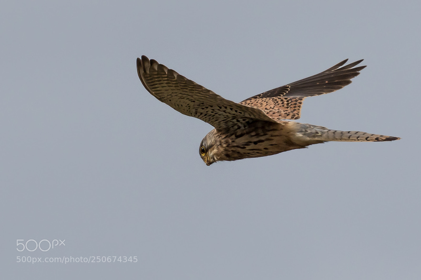 Canon EOS 7D Mark II sample photo. Kestrel photography