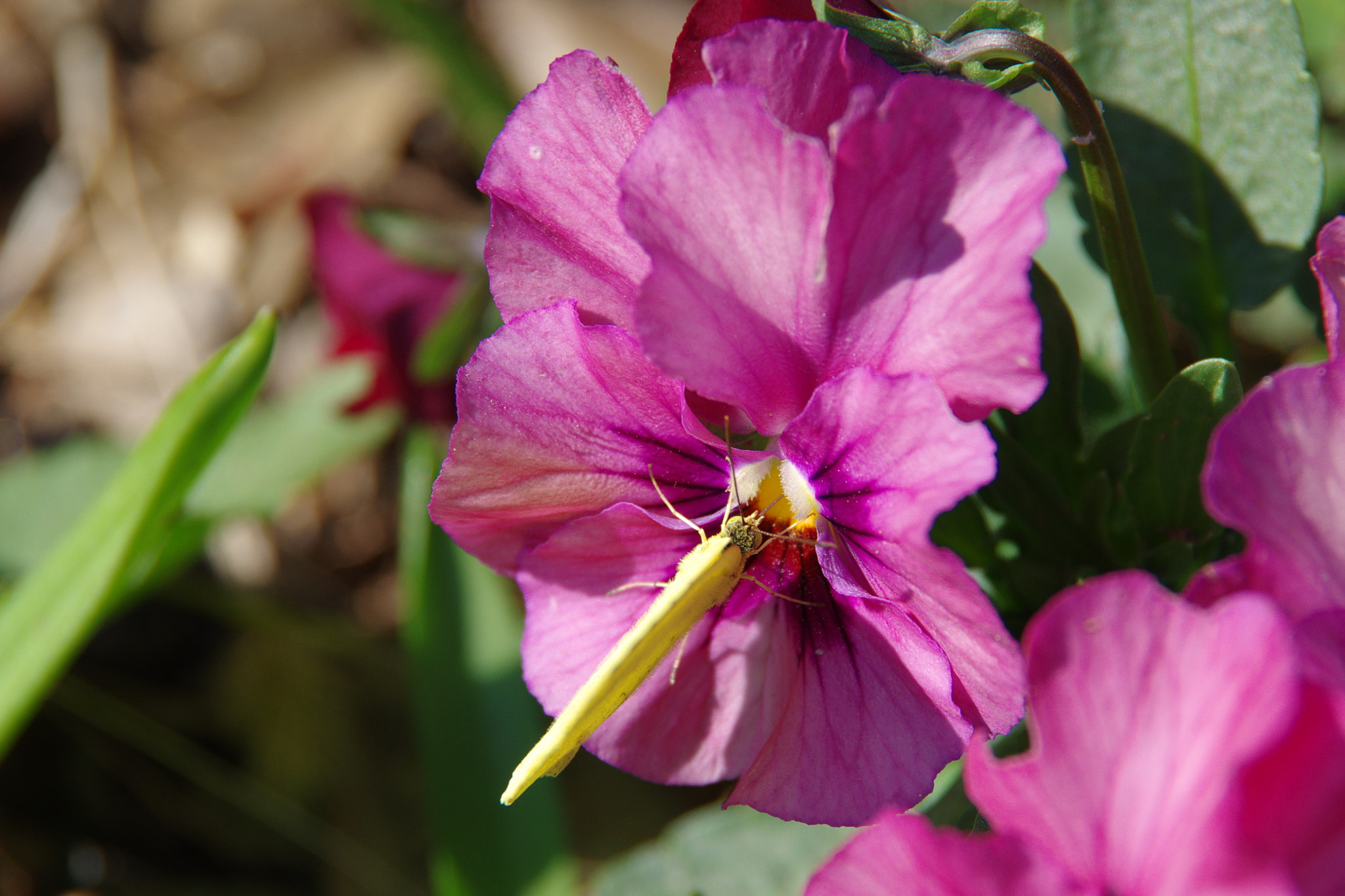 Pentax K-70 sample photo. Butterfly's straw photography