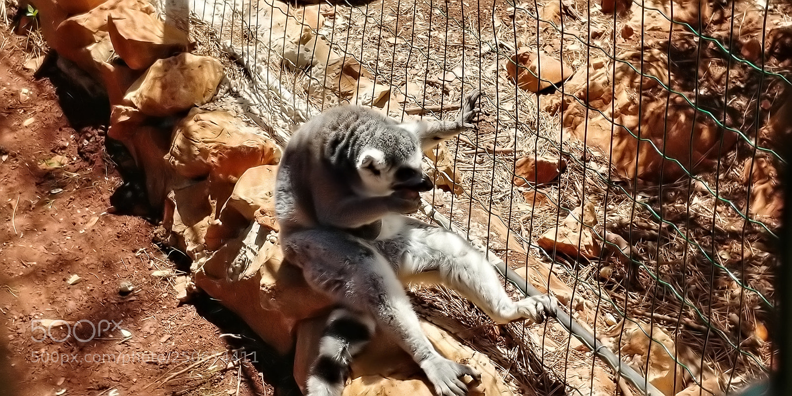 LG G6 sample photo. Monkey park - yodfat photography