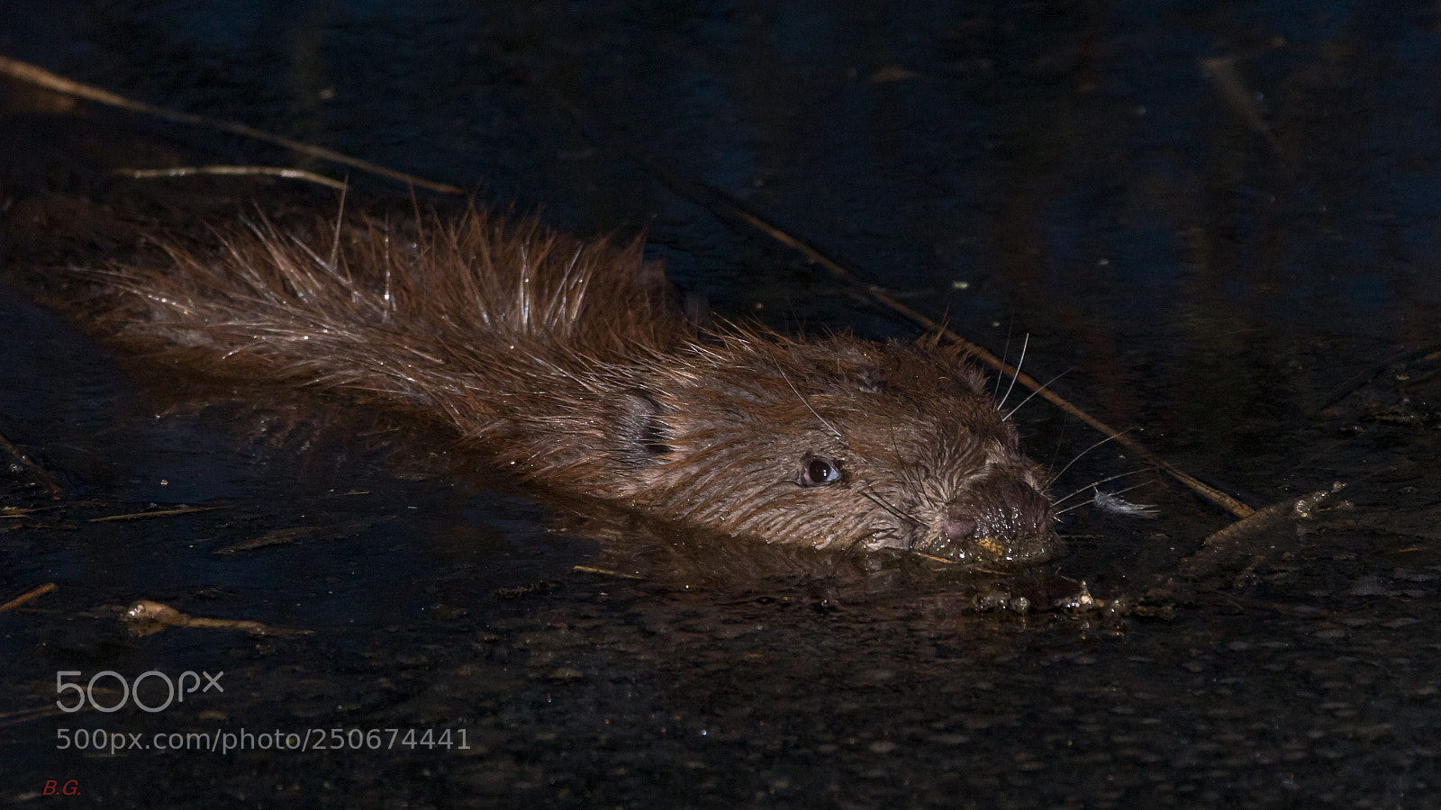 Canon EOS 80D sample photo. Beaver photography