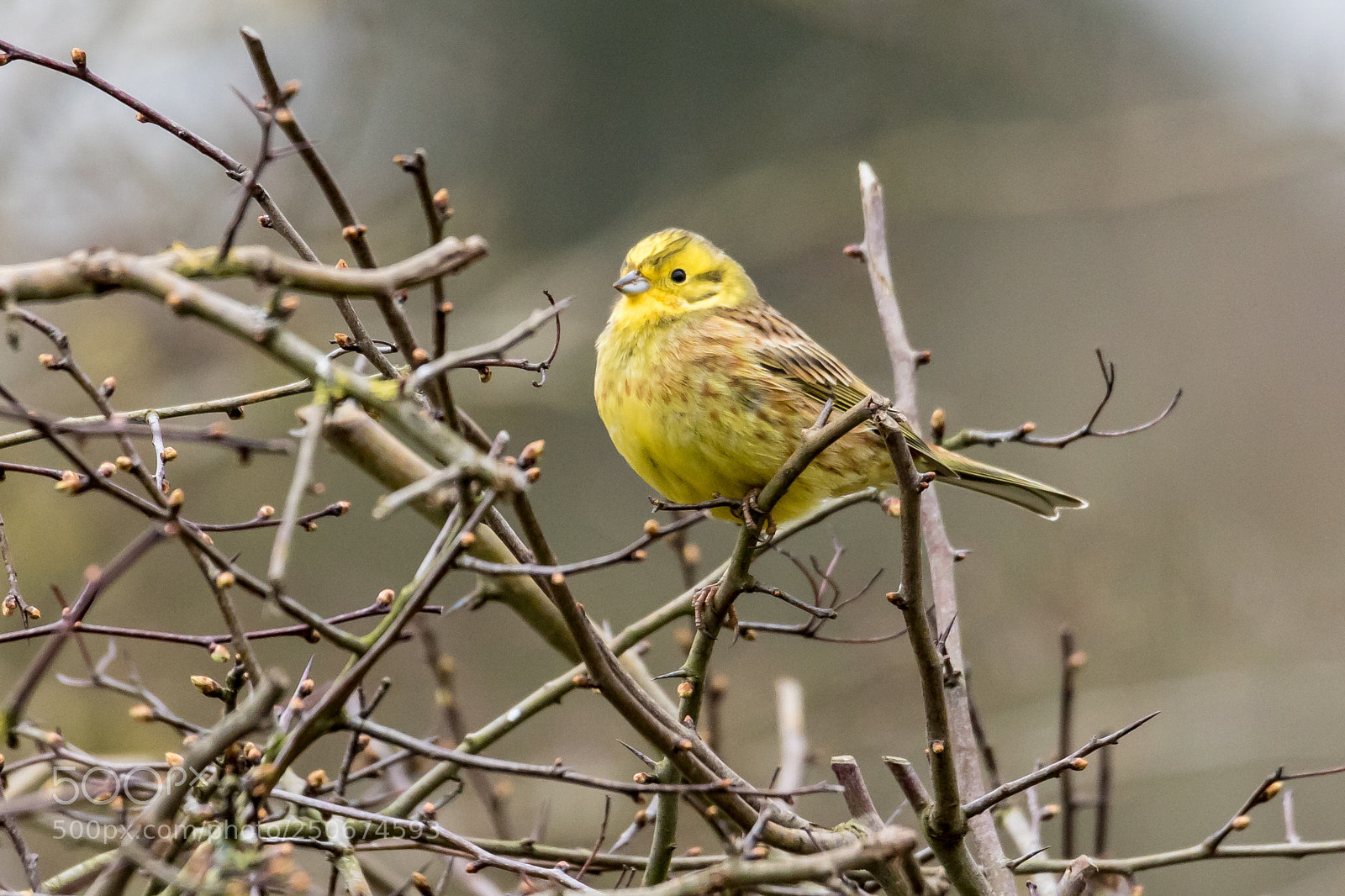 Canon EOS 7D Mark II sample photo. Yellowhammer photography