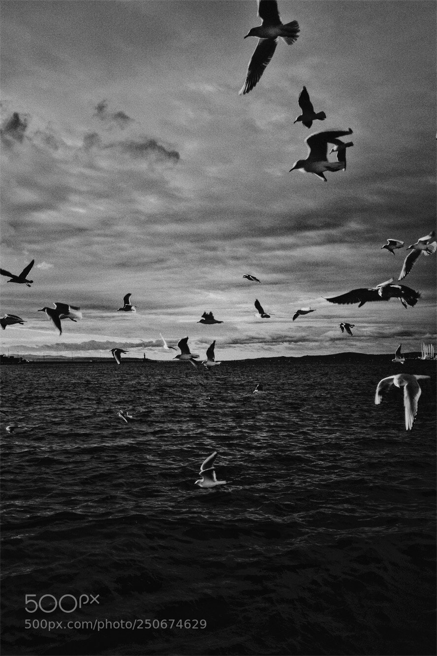 Fujifilm X100F sample photo. Before storm photography