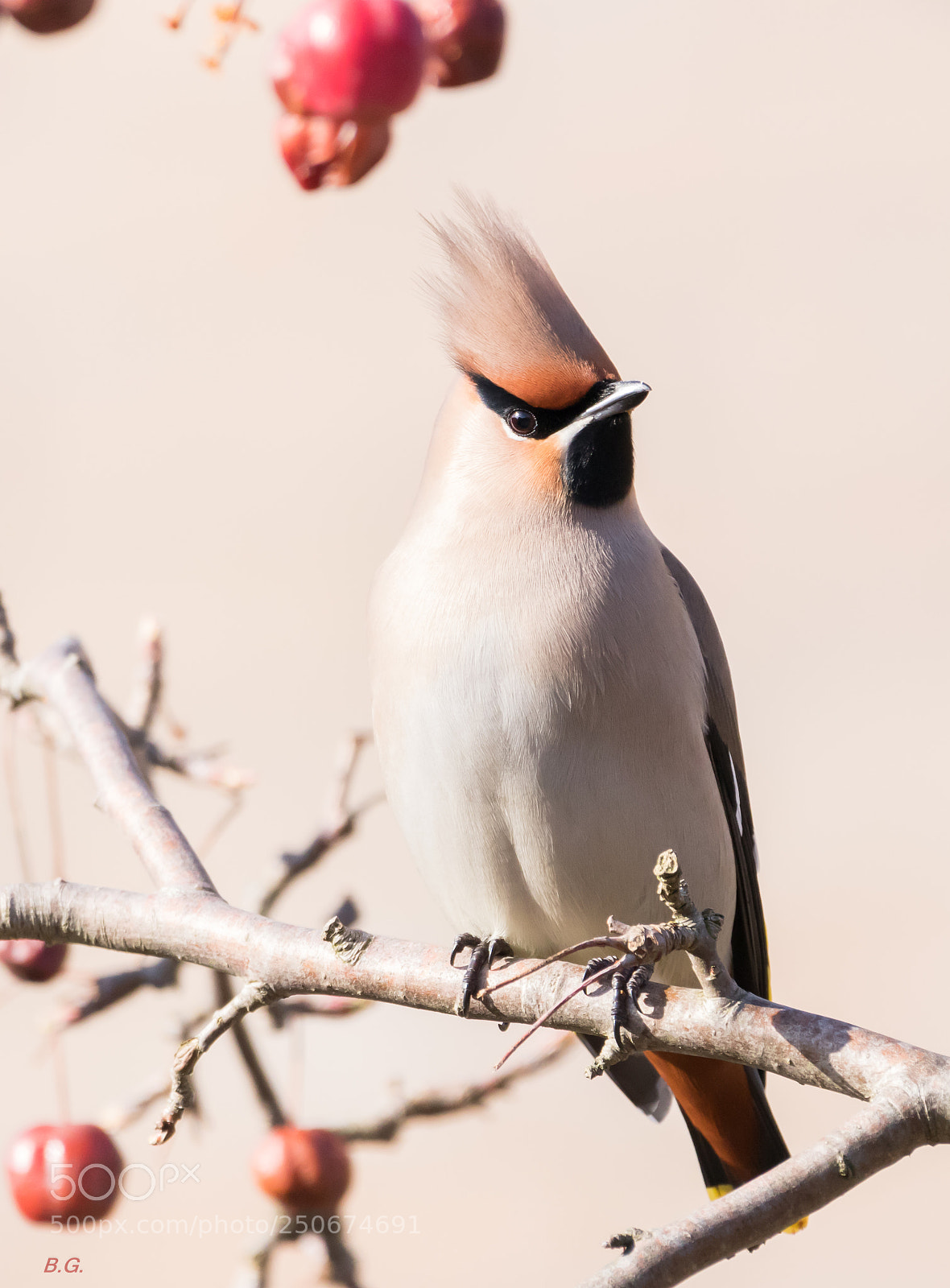 Canon EOS 80D sample photo. Bombycilla garrulus 4 photography