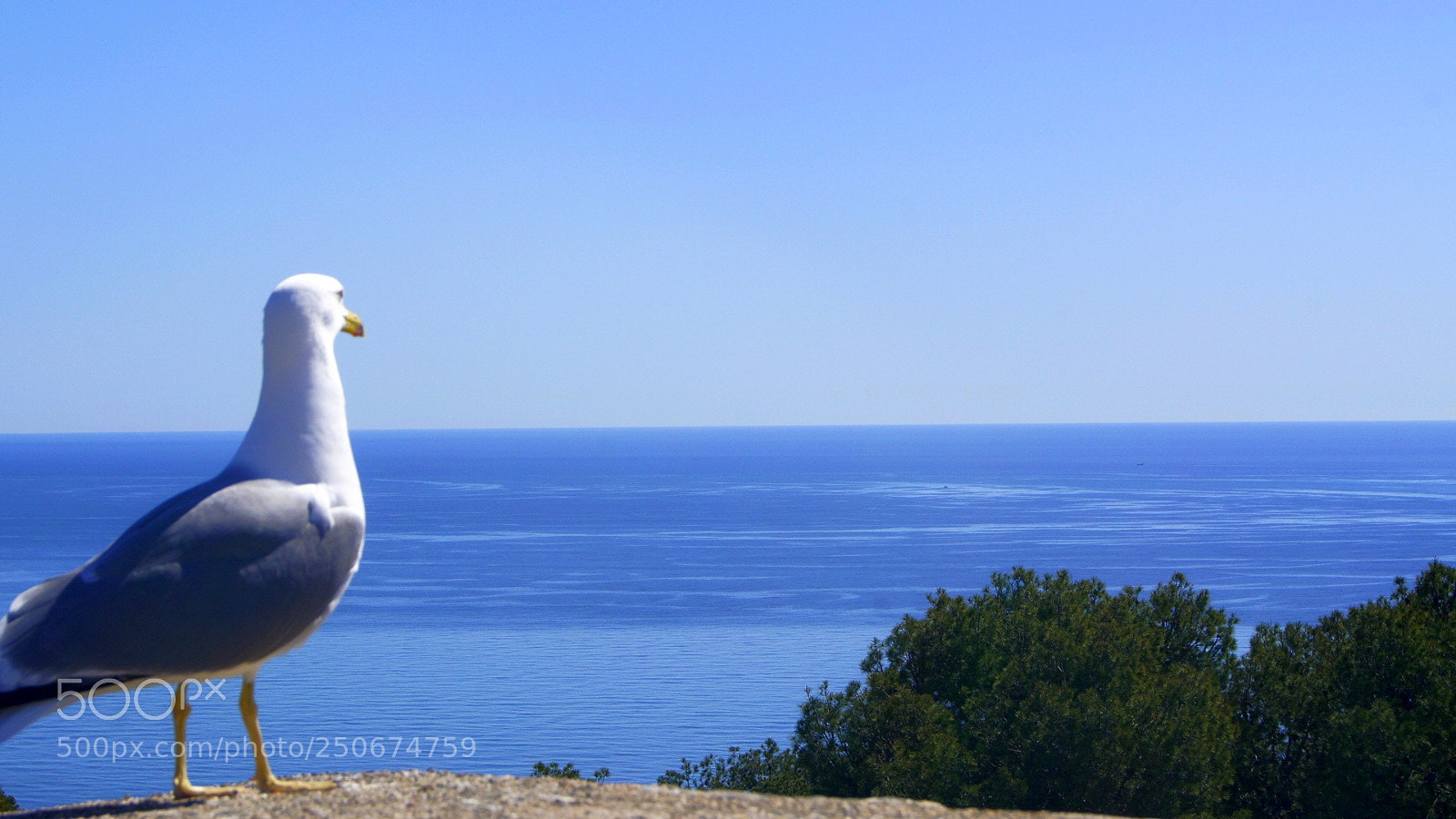 Sony Alpha DSLR-A450 sample photo. Flying doubts photography