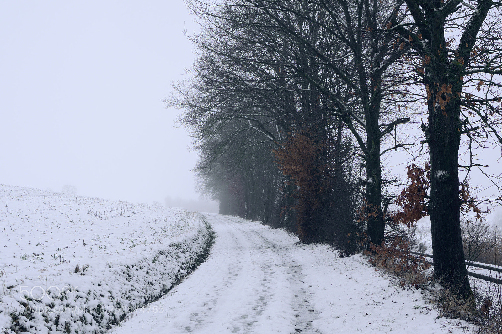 Nikon D7500 sample photo. Path with trees alongside photography