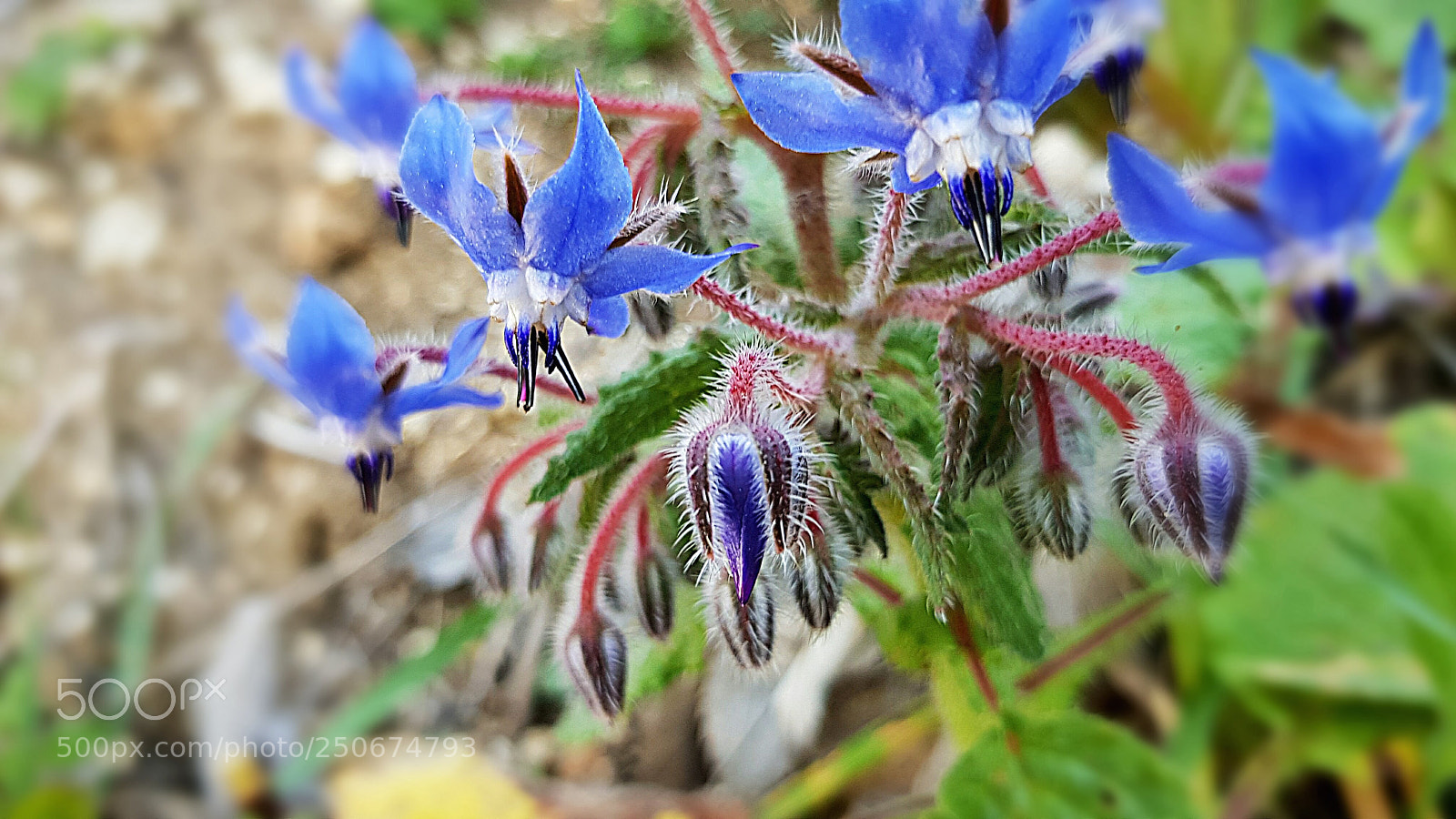 Samsung Galaxy S8 sample photo. Blue flowers photography