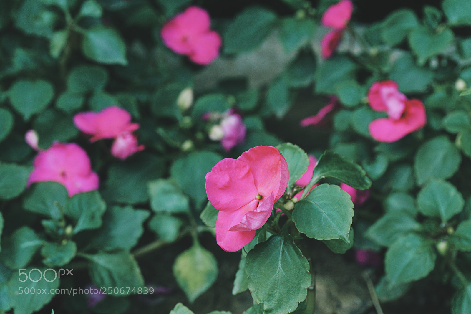 Sony a6000 sample photo. Untitled photography