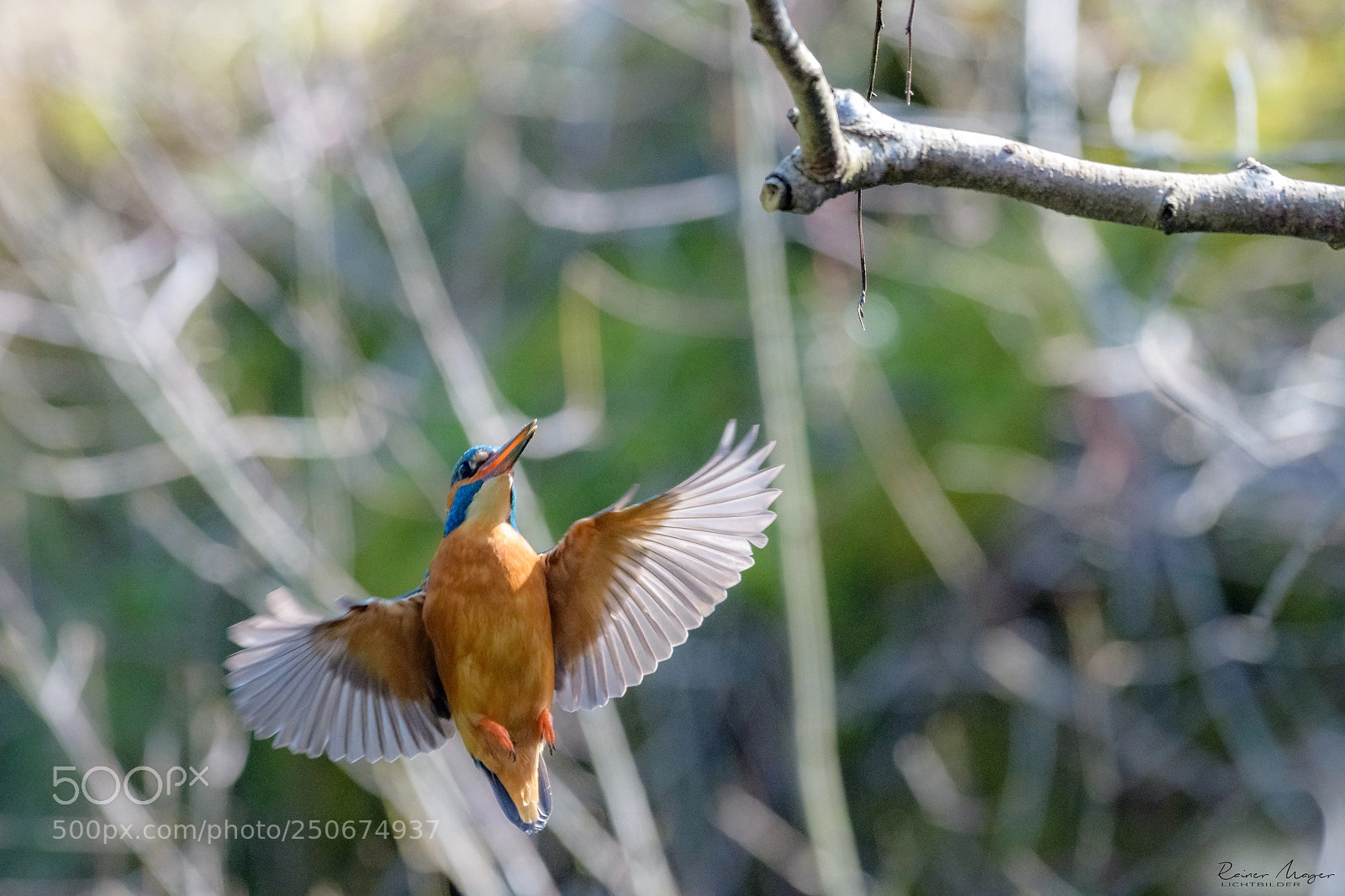Nikon D500 sample photo. #167 - landing approach photography