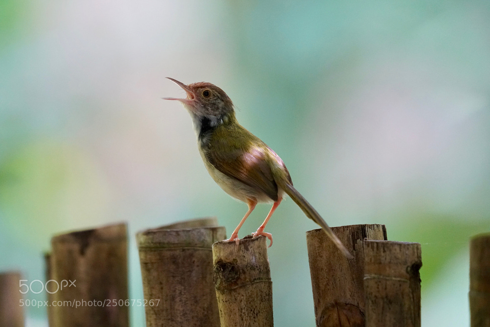 Sony a7R II sample photo. Little singer photography
