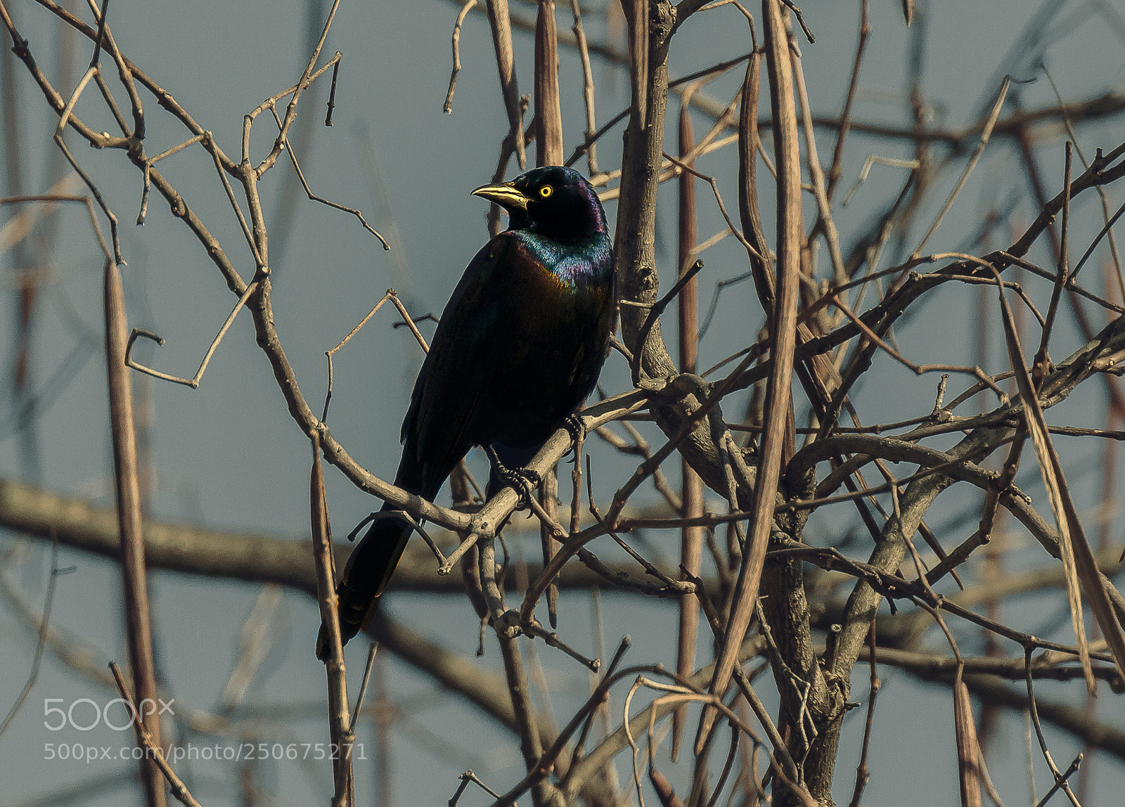 Canon EOS 7D Mark II sample photo. Golden eye photography