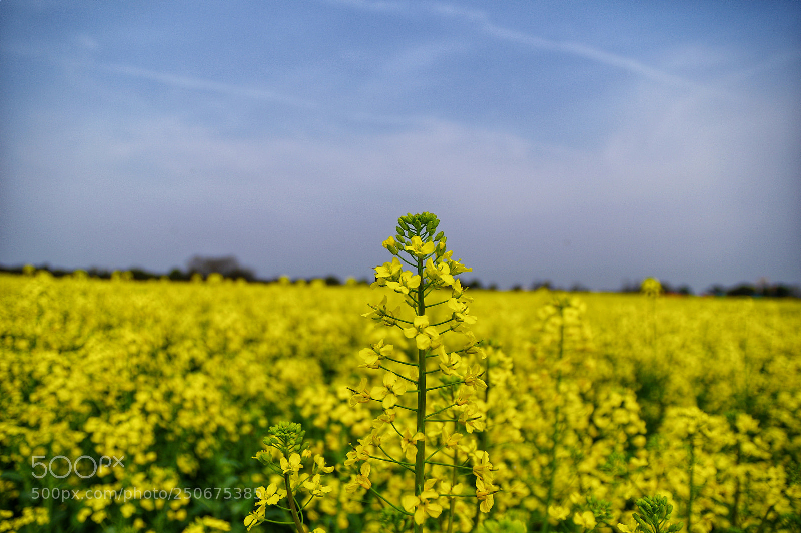 Pentax K-3 II sample photo. Untitled photography