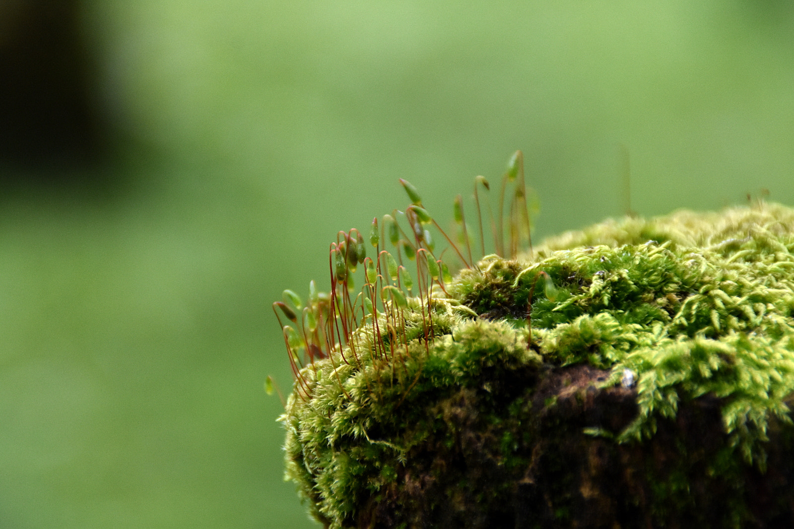 Nikon D7200 sample photo. A photography