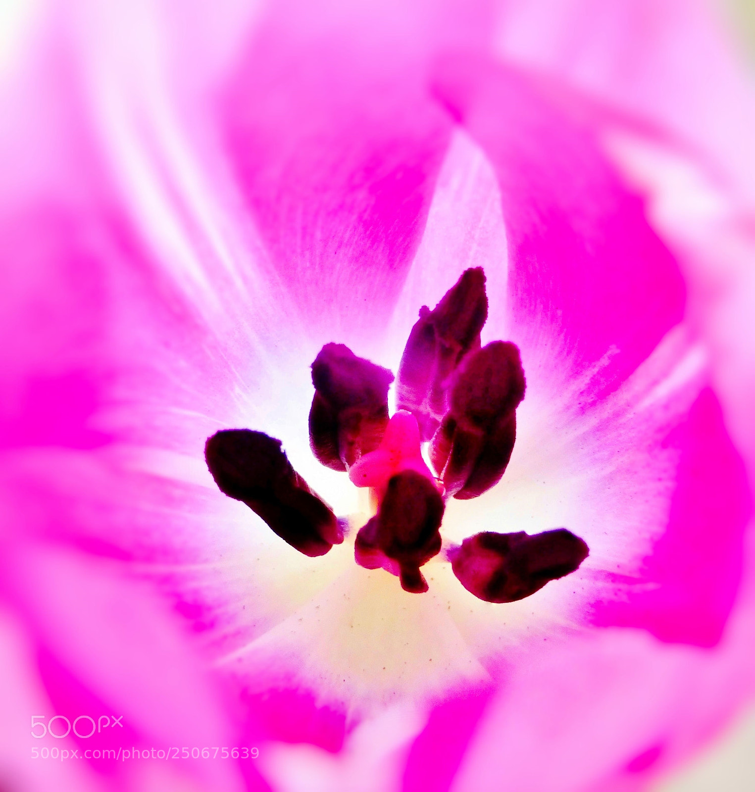 Panasonic Lumix DMC-ZS25 (Lumix DMC-TZ35) sample photo. Pink tulip photography