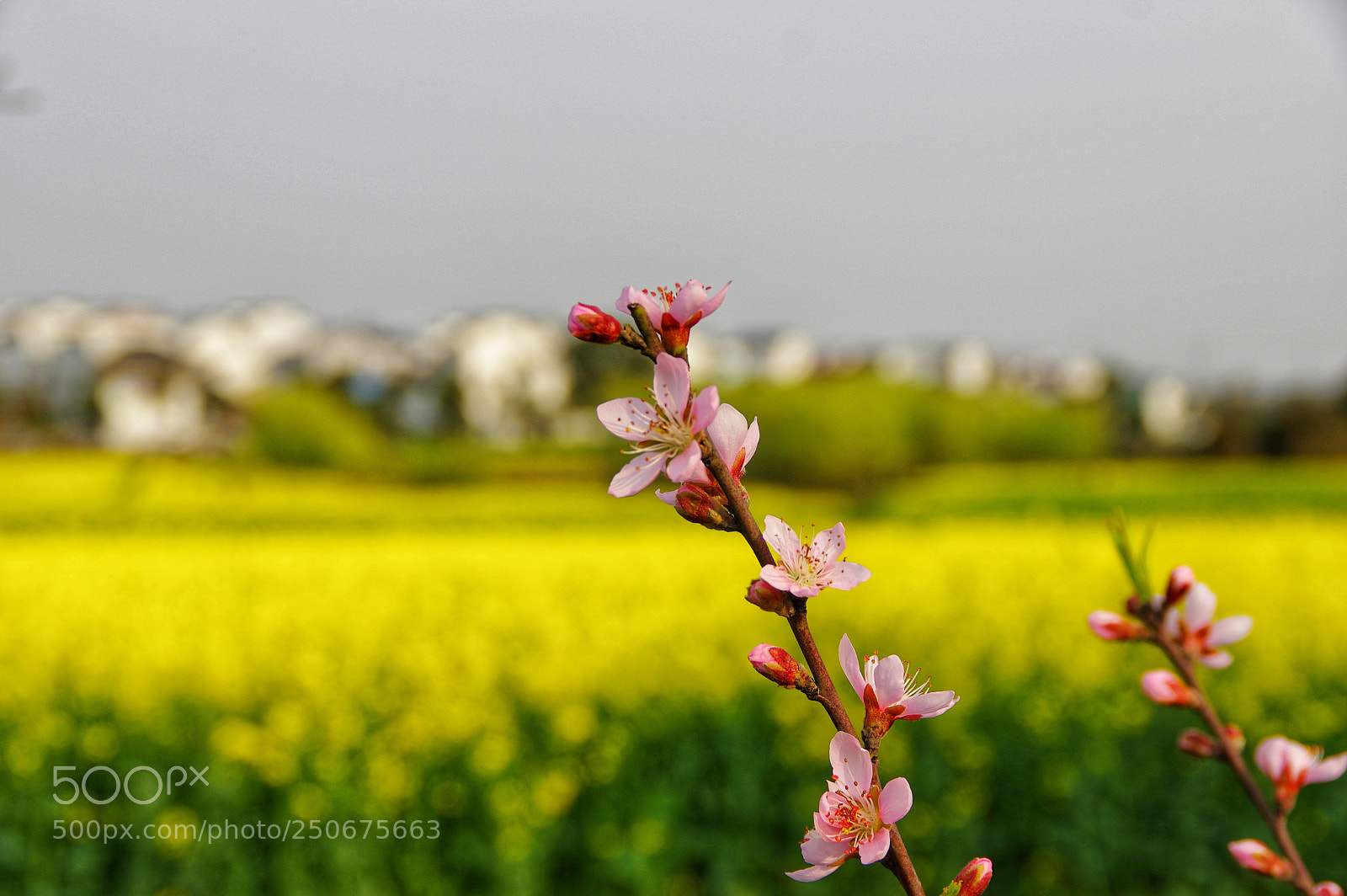 Pentax K-3 II sample photo. Untitled photography