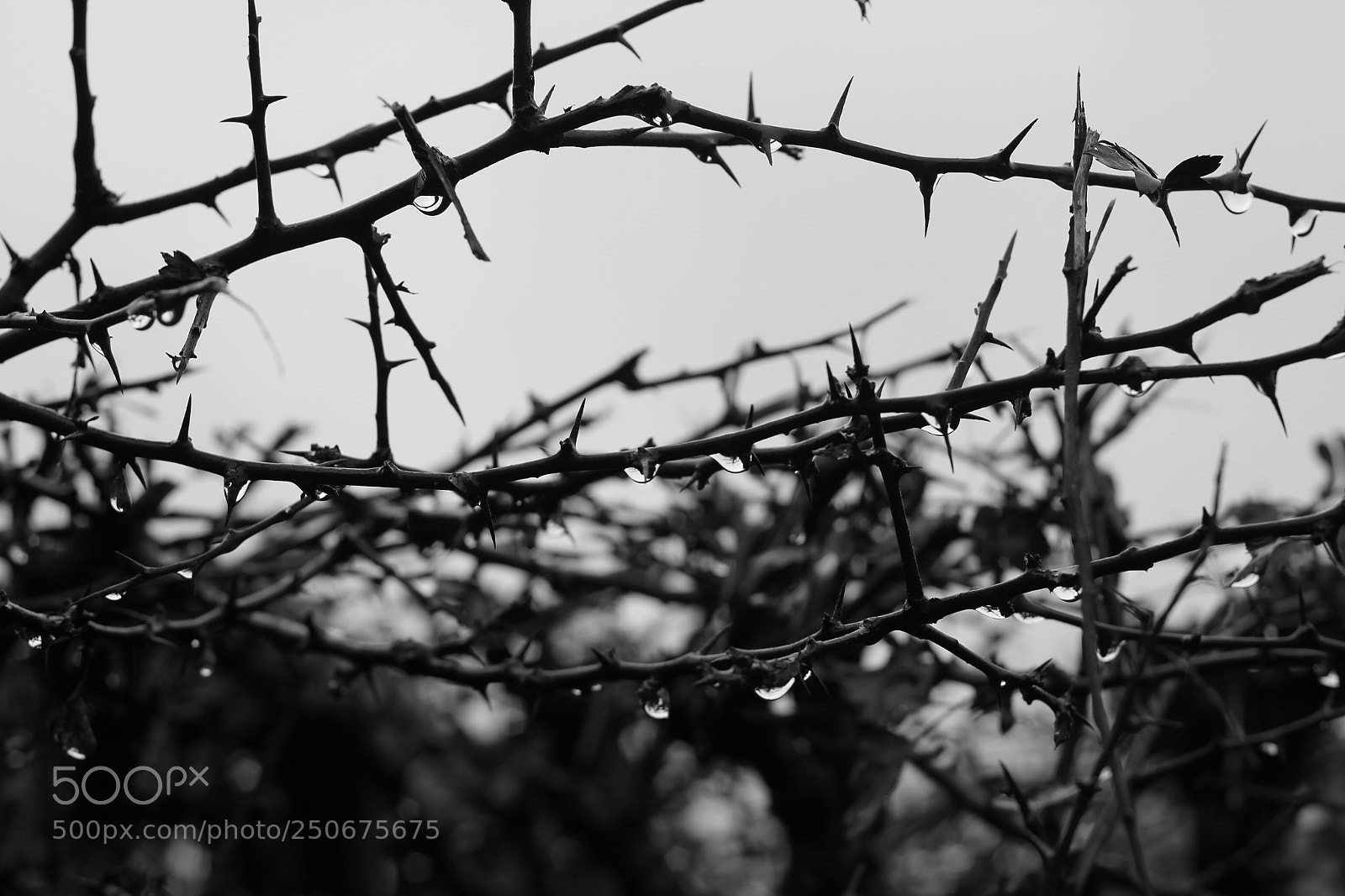 Canon EOS 550D (EOS Rebel T2i / EOS Kiss X4) sample photo. Razors.  photography