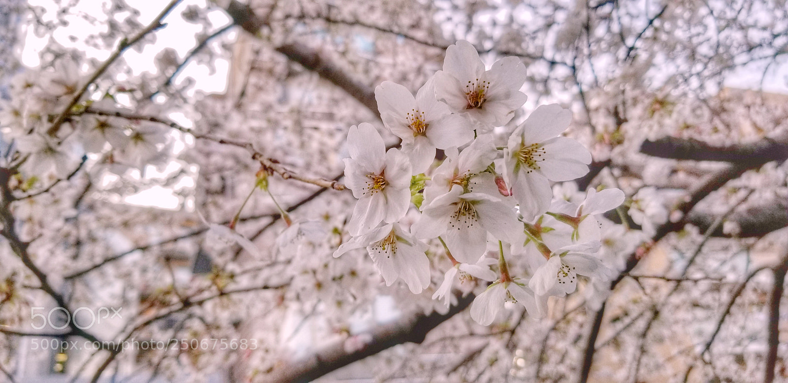 Samsung Galaxy S8 sample photo. Untitled photography