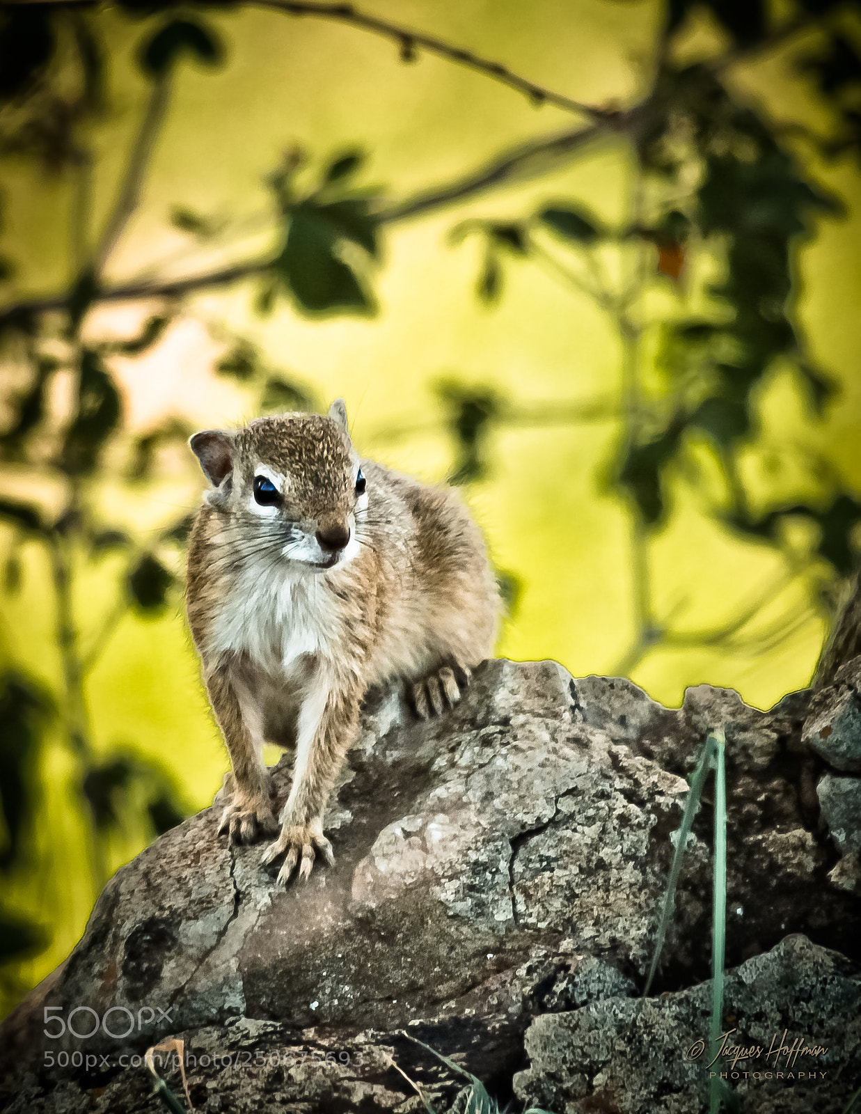 Canon EOS 700D (EOS Rebel T5i / EOS Kiss X7i) sample photo. Bush squirrel photography