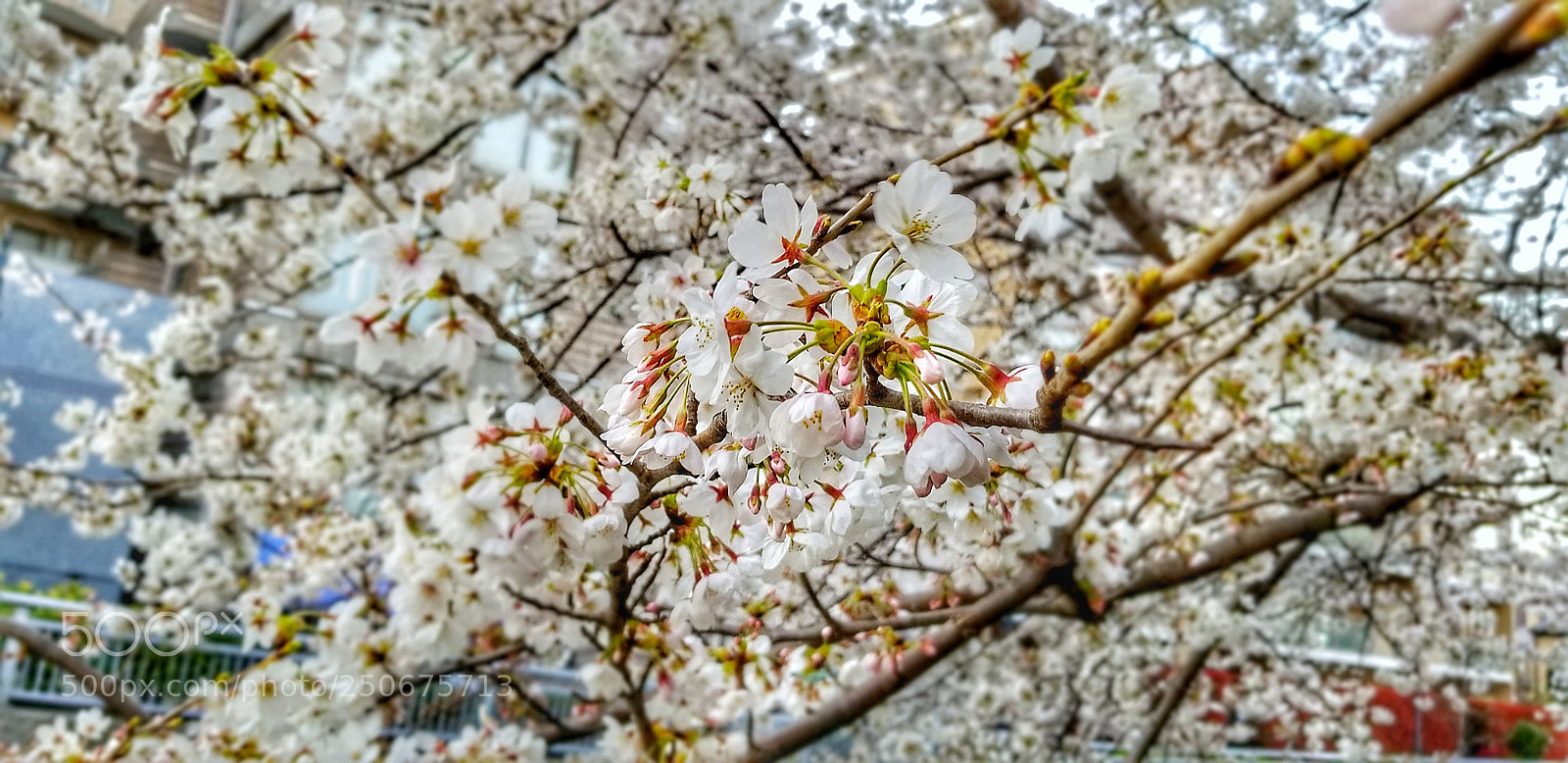 Samsung Galaxy S8 sample photo. Untitled photography