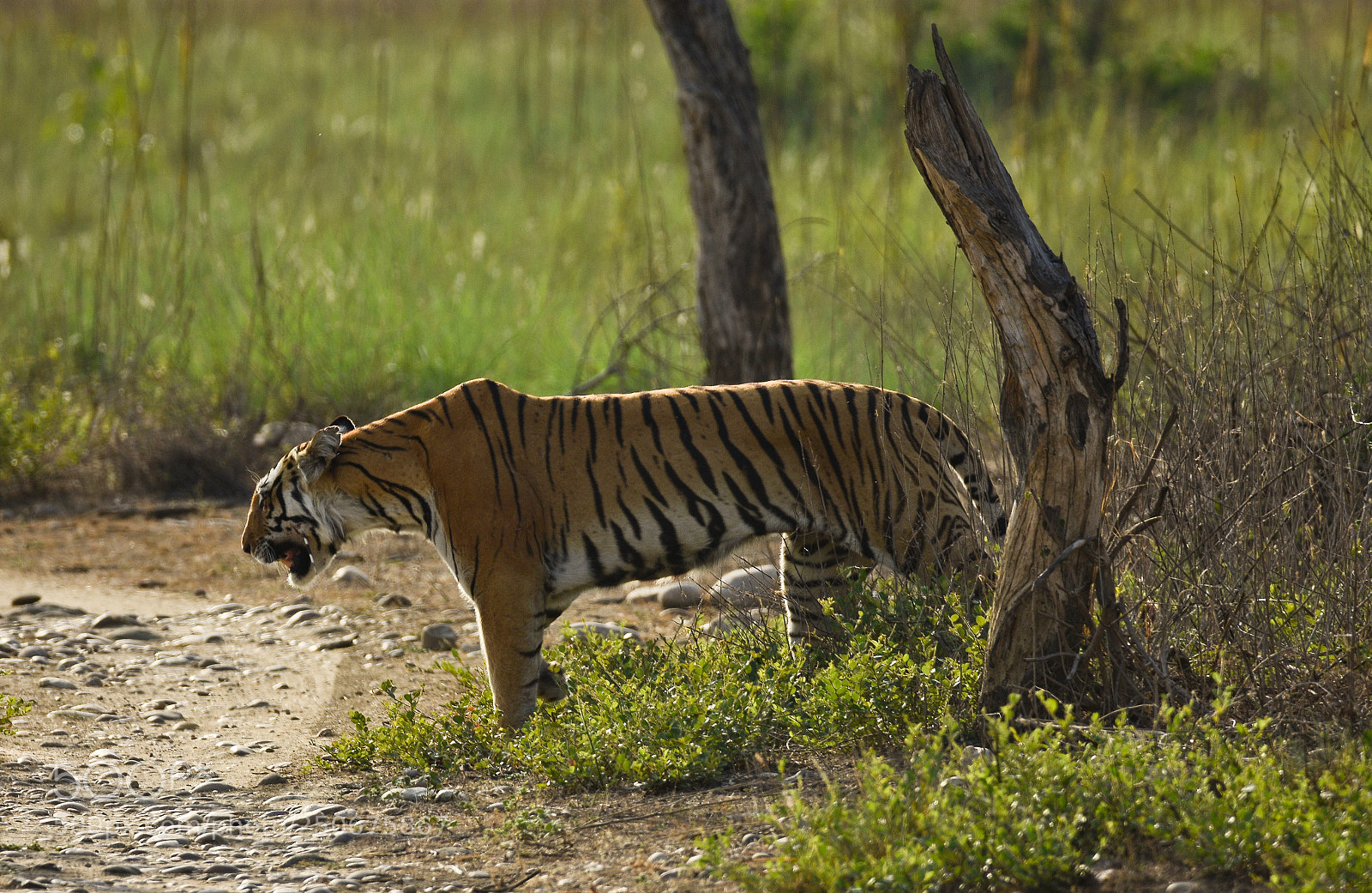Nikon D7200 sample photo. Injured tigress photography