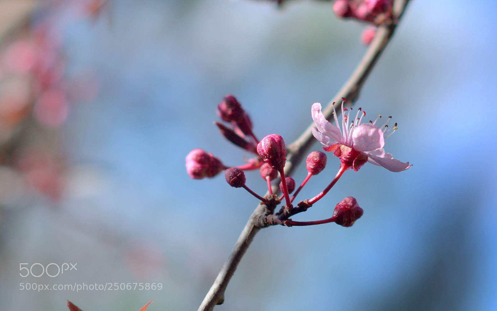 Pentax K-50 sample photo. First days of spring photography