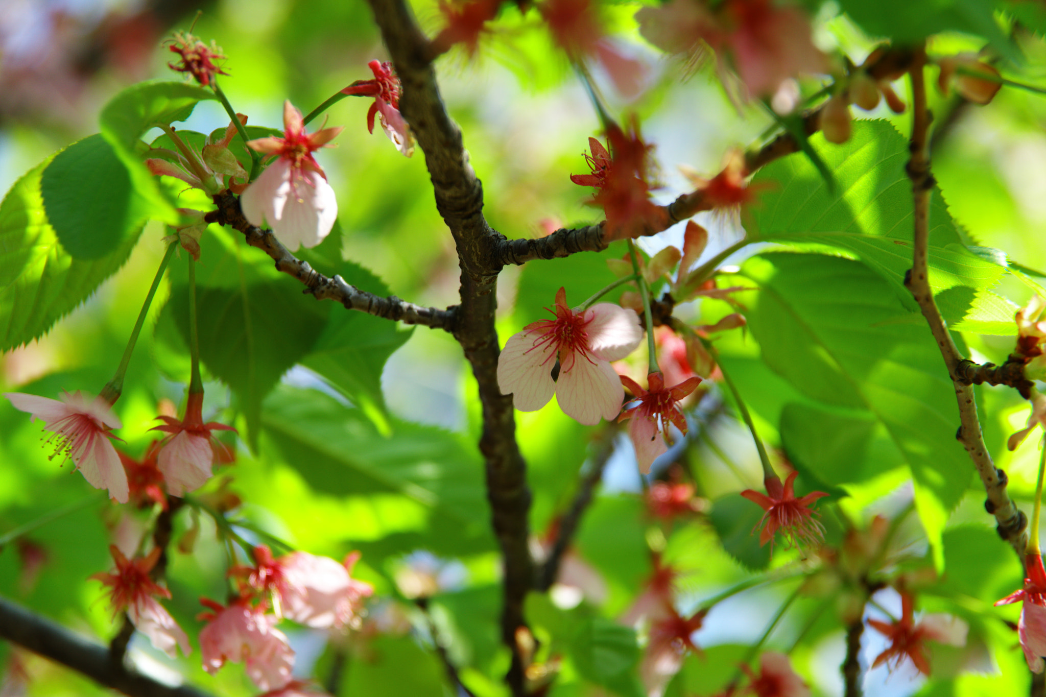 Pentax K-70 sample photo. Cherry blossom falling photography