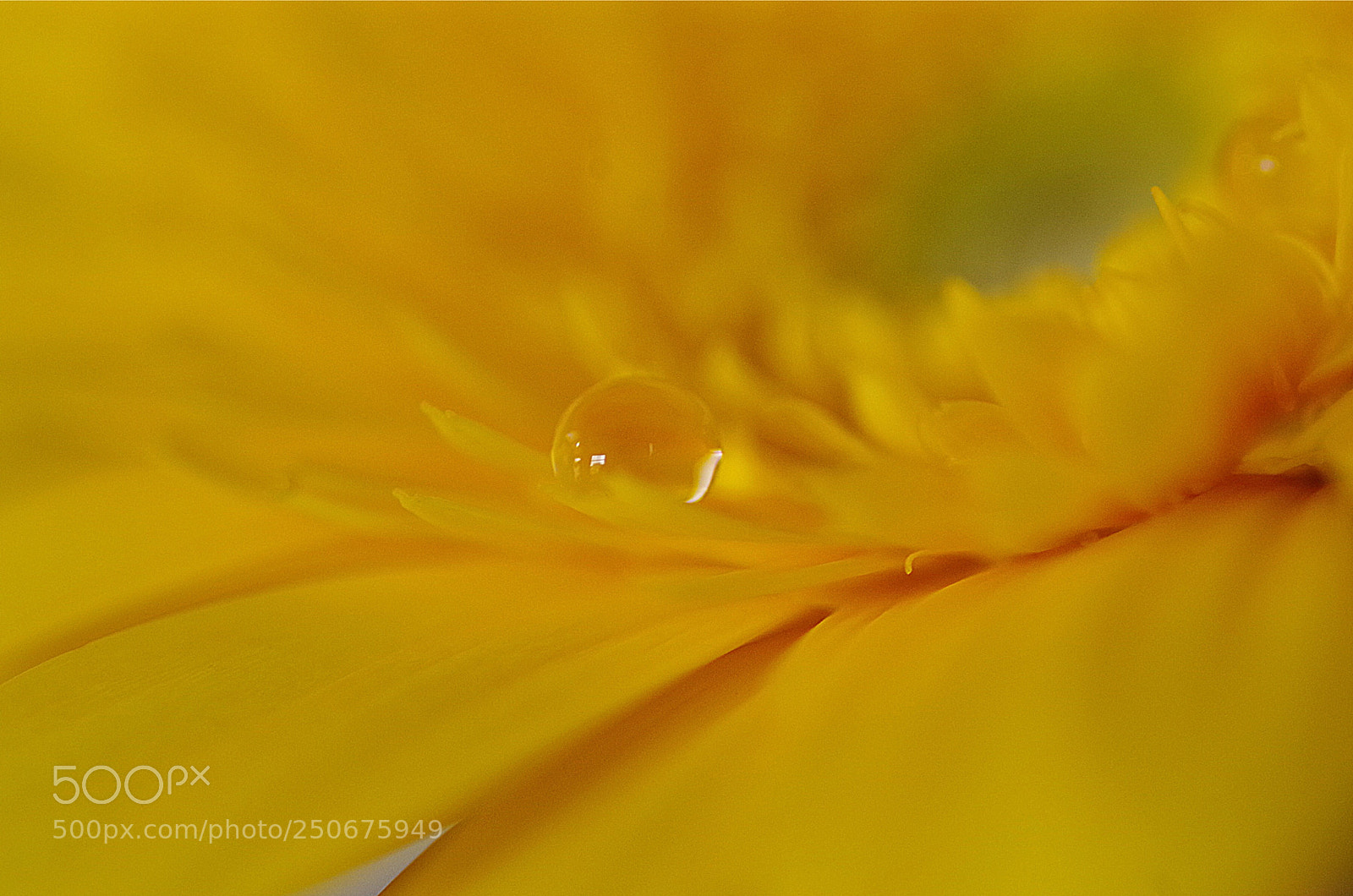 Pentax K-50 sample photo. ありがとうの花 photography