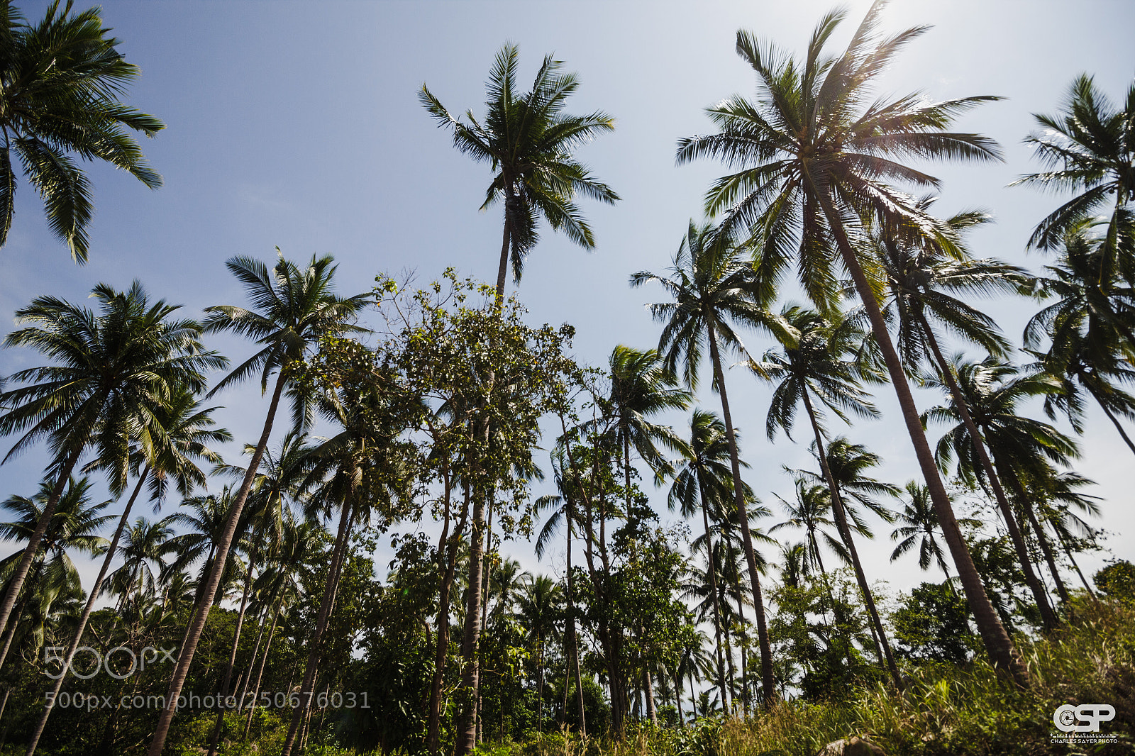 Canon EOS 550D (EOS Rebel T2i / EOS Kiss X4) sample photo. Koh tao, tha lande photography