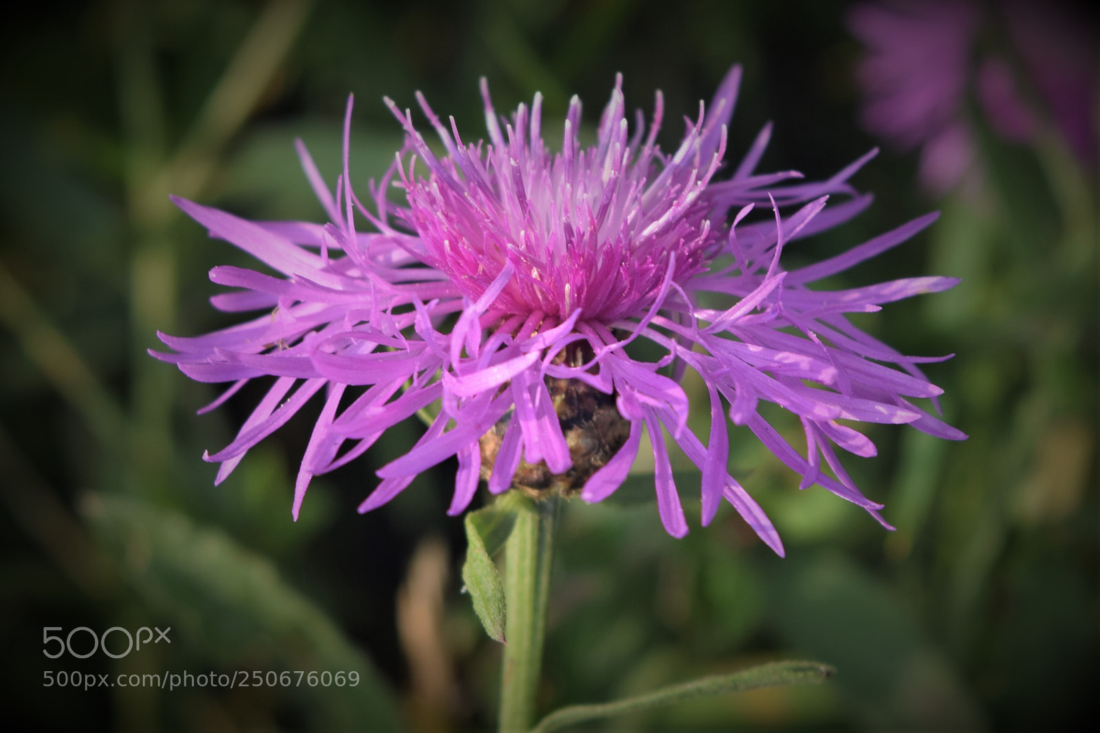 Nikon D3300 sample photo. Color of summer photography