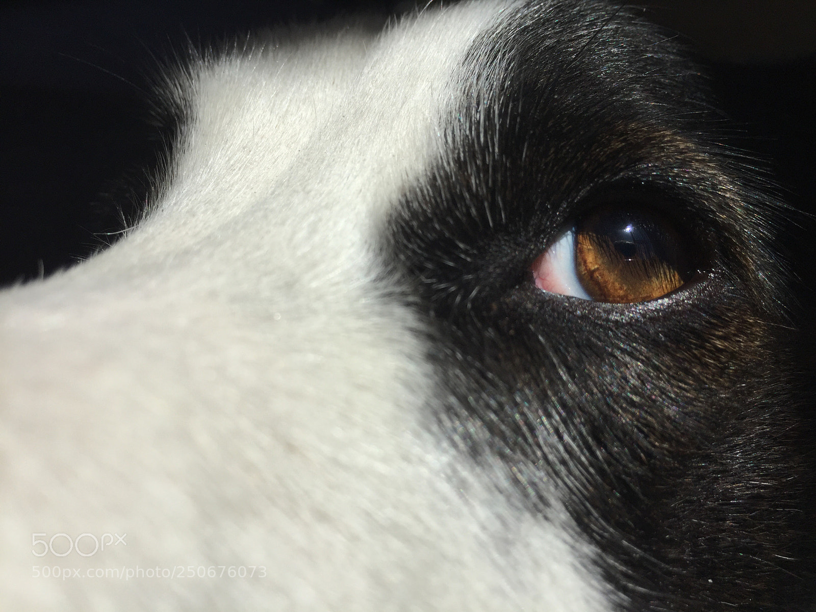 Apple iPhone 6 sample photo. Untitled photography