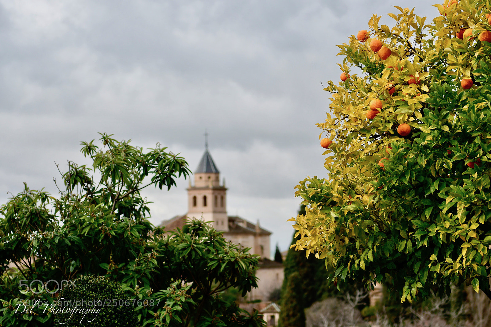 Nikon D500 sample photo. Garden of alhambra photography