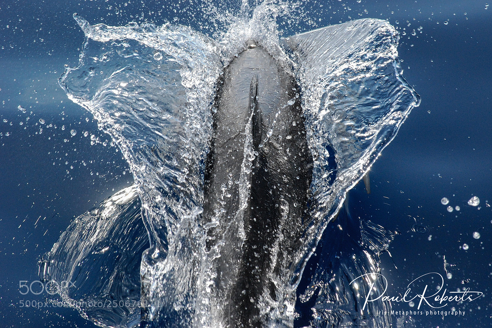 Nikon D80 sample photo. Atlantic spotted dolphin, breaching photography