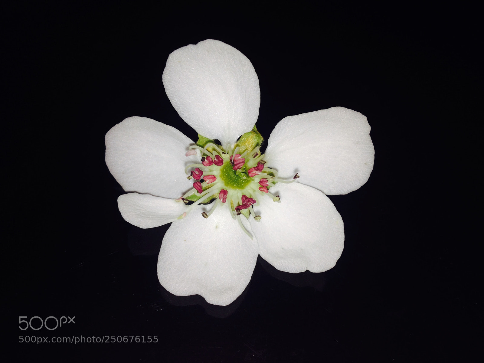 Apple iPhone 4S sample photo. Pear photography