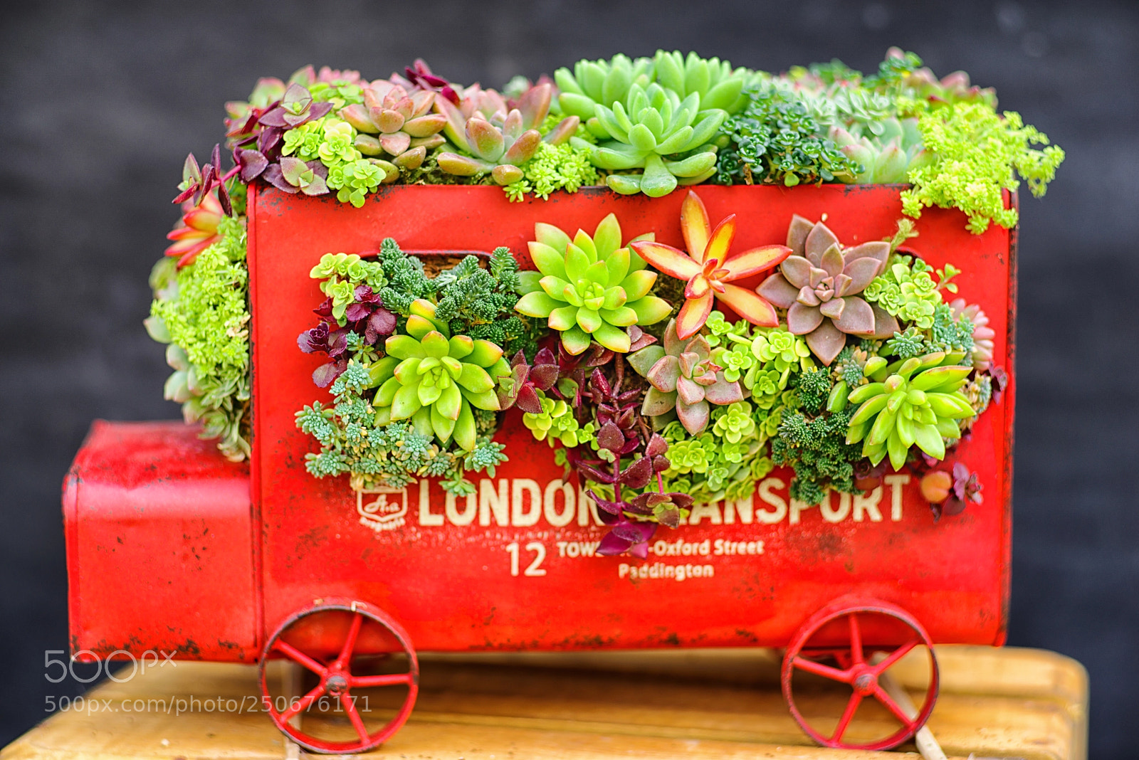 Pentax K-1 sample photo. Succulent delivery. photography