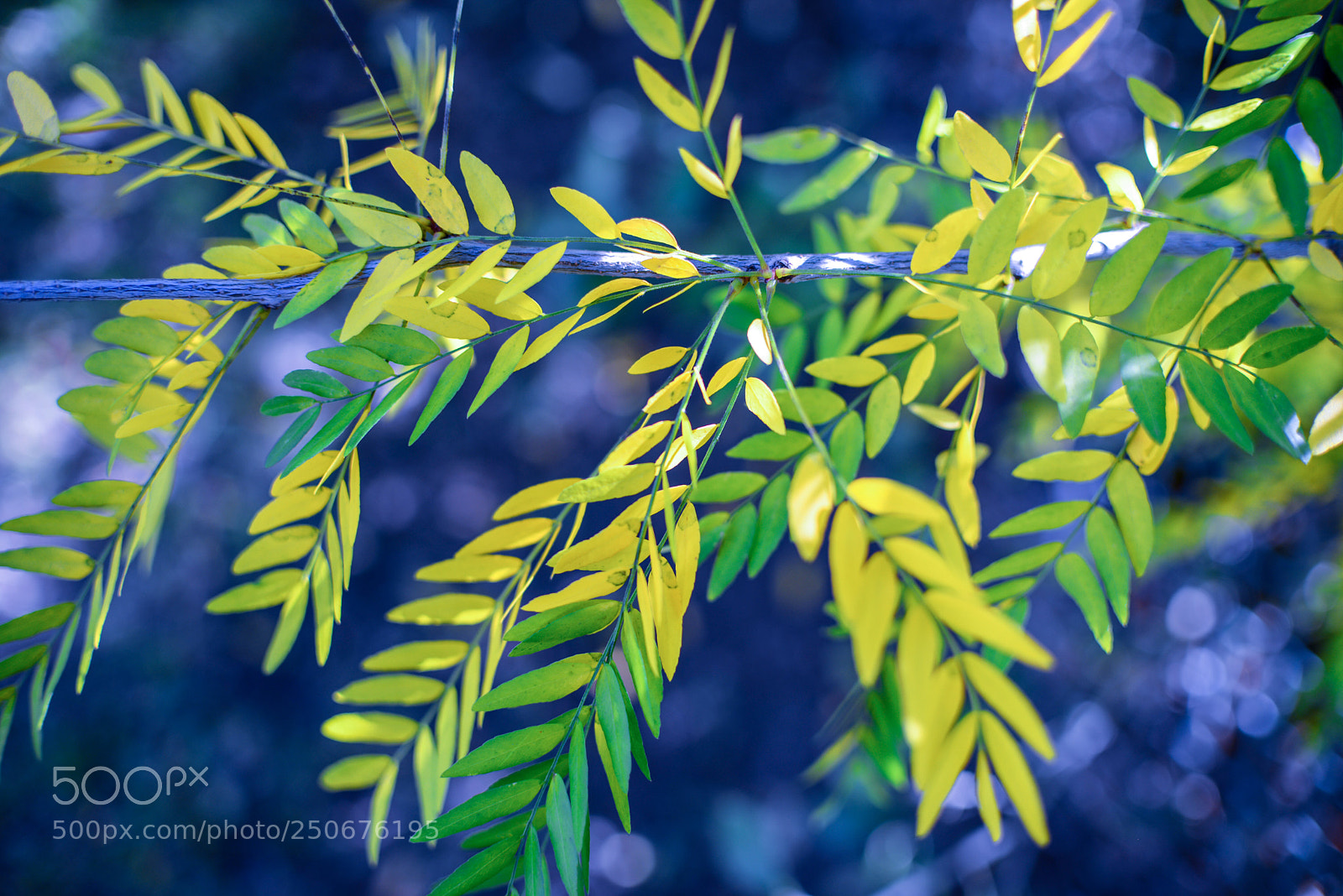 Nikon D600 sample photo. Cool autumn leaves  photography