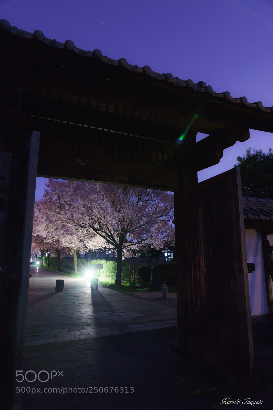 Sony a99 II sample photo. Cherry blossom with pretentious photography