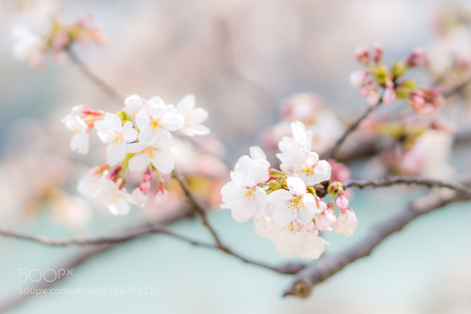 Sony a6500 sample photo. Cherry photography