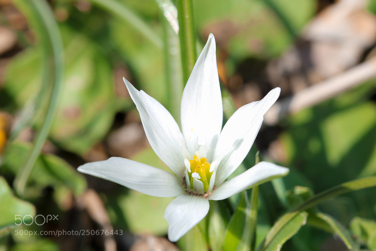 Canon EOS 550D (EOS Rebel T2i / EOS Kiss X4) sample photo. Printemps 2018 photography