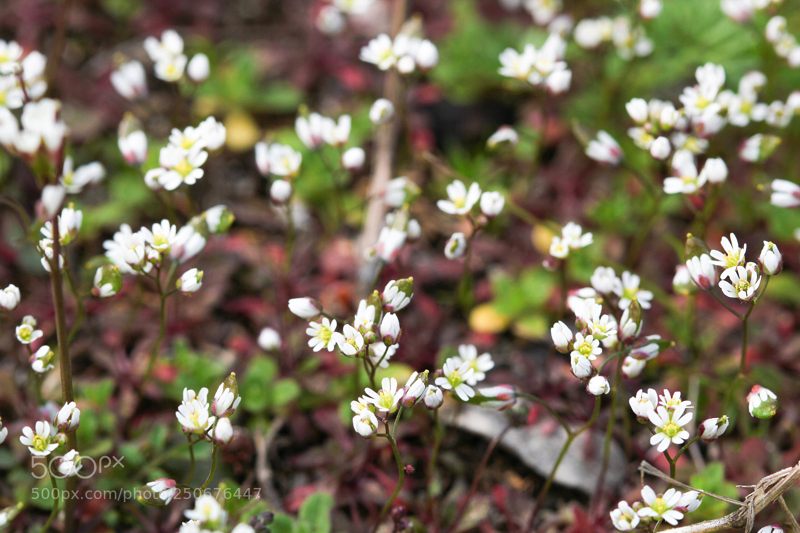 Canon EOS 550D (EOS Rebel T2i / EOS Kiss X4) sample photo. Printemps 2018 photography