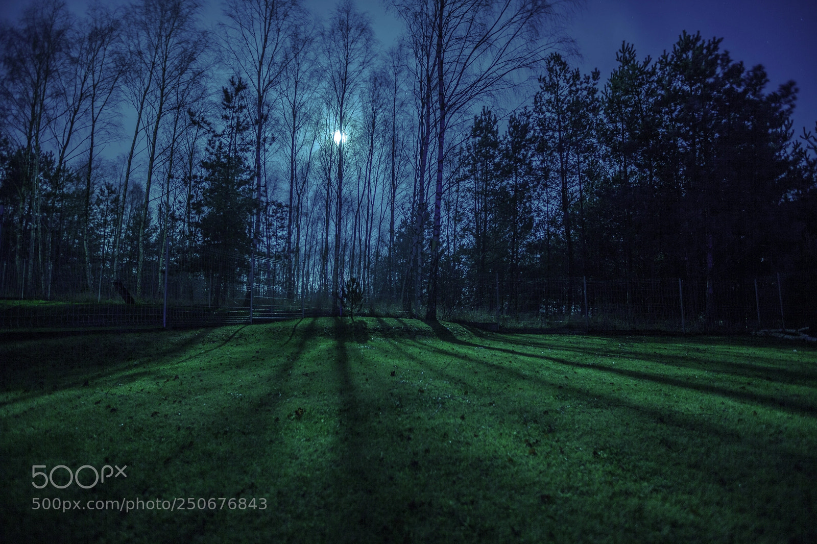 Canon EOS 5D Mark II sample photo. Moonlight woods photography