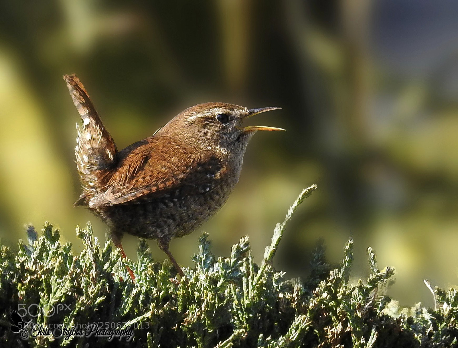 Nikon Coolpix P900 sample photo. Winter wren (winterkoninkje) photography
