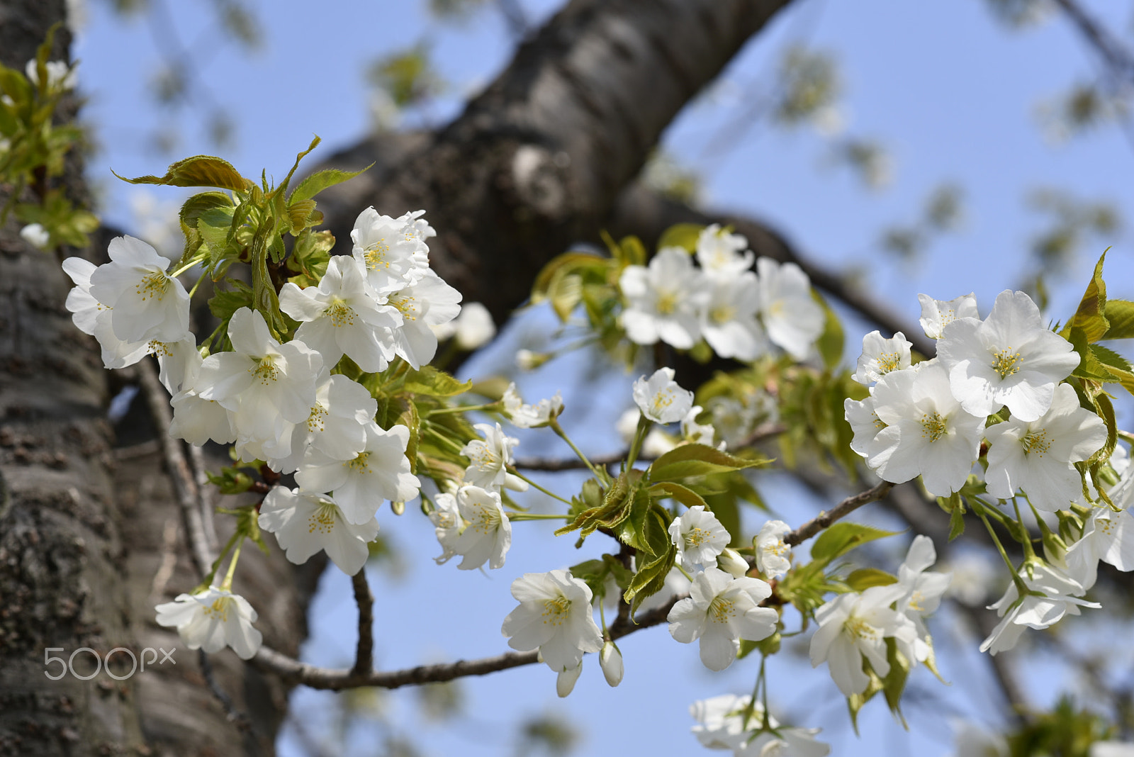 Nikon AF-S Nikkor 85mm F1.8G sample photo. Sakura photography