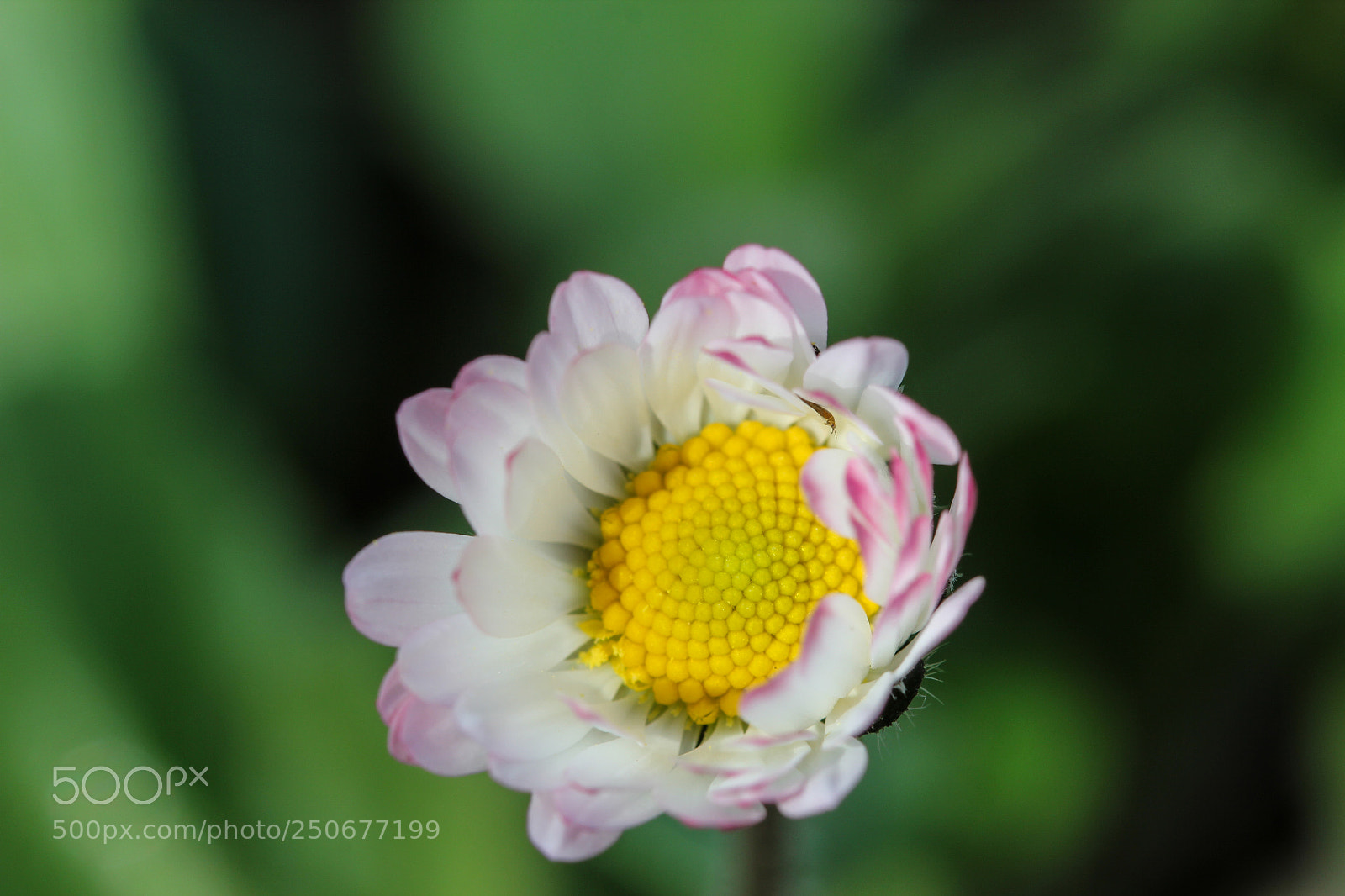Canon EOS 550D (EOS Rebel T2i / EOS Kiss X4) sample photo. Printemps 2018 photography