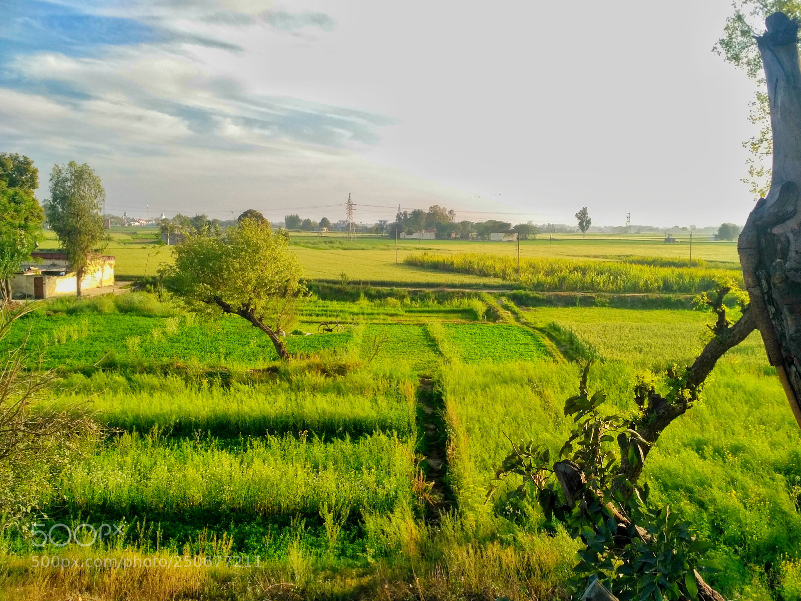 Xiaomi Redmi 3S sample photo. Nature  photography